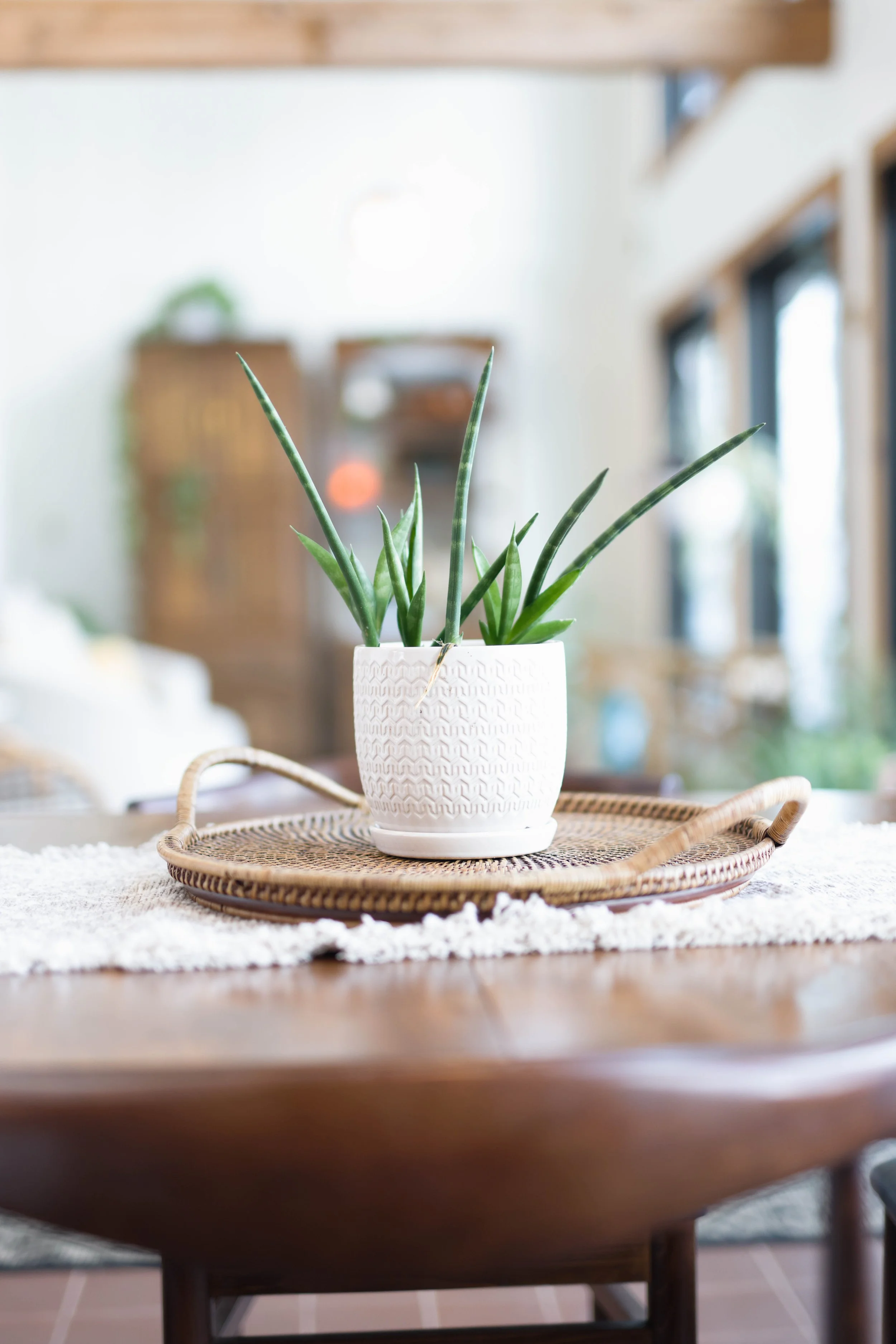 A plant in a serene setting