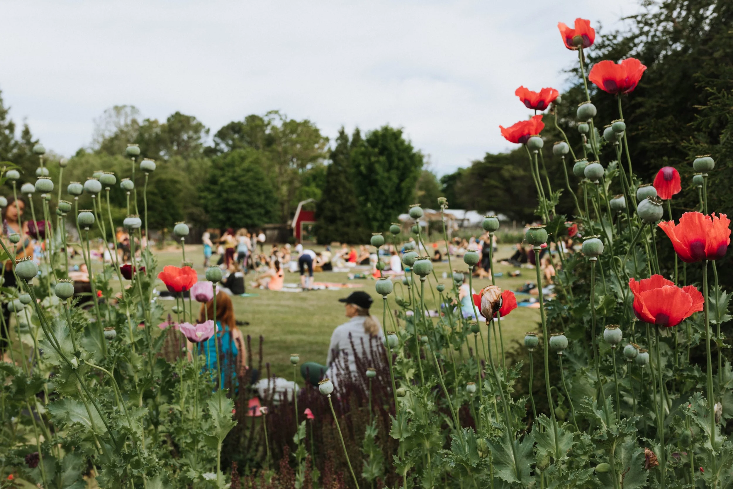 Red poppies and seed pods in the foreground with a crowd of people sitting on the grass in the background during daytime.
