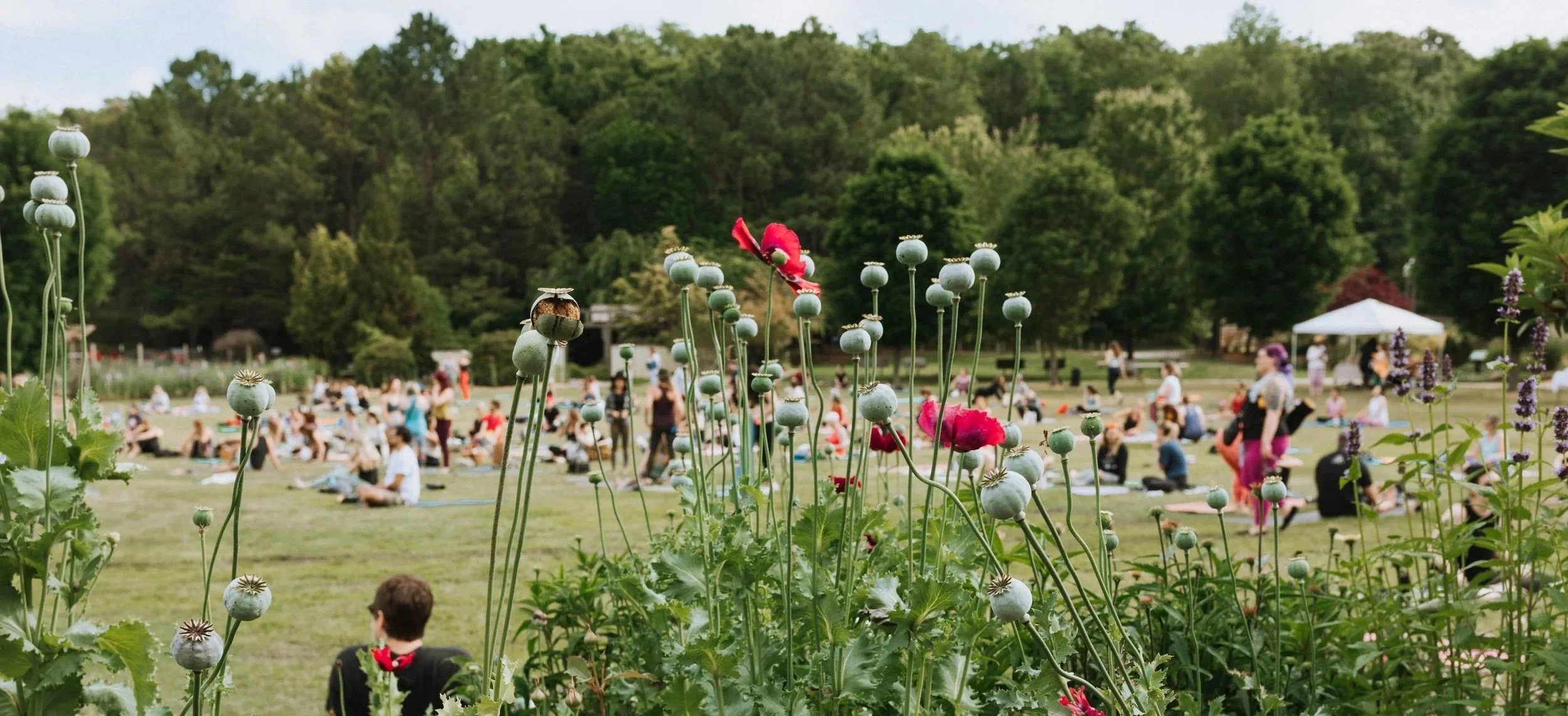 People gathered in a park for yoga or meditation, with a background of trees, and a foreground of tall, round, green seed pods with a single bright red flower among them.