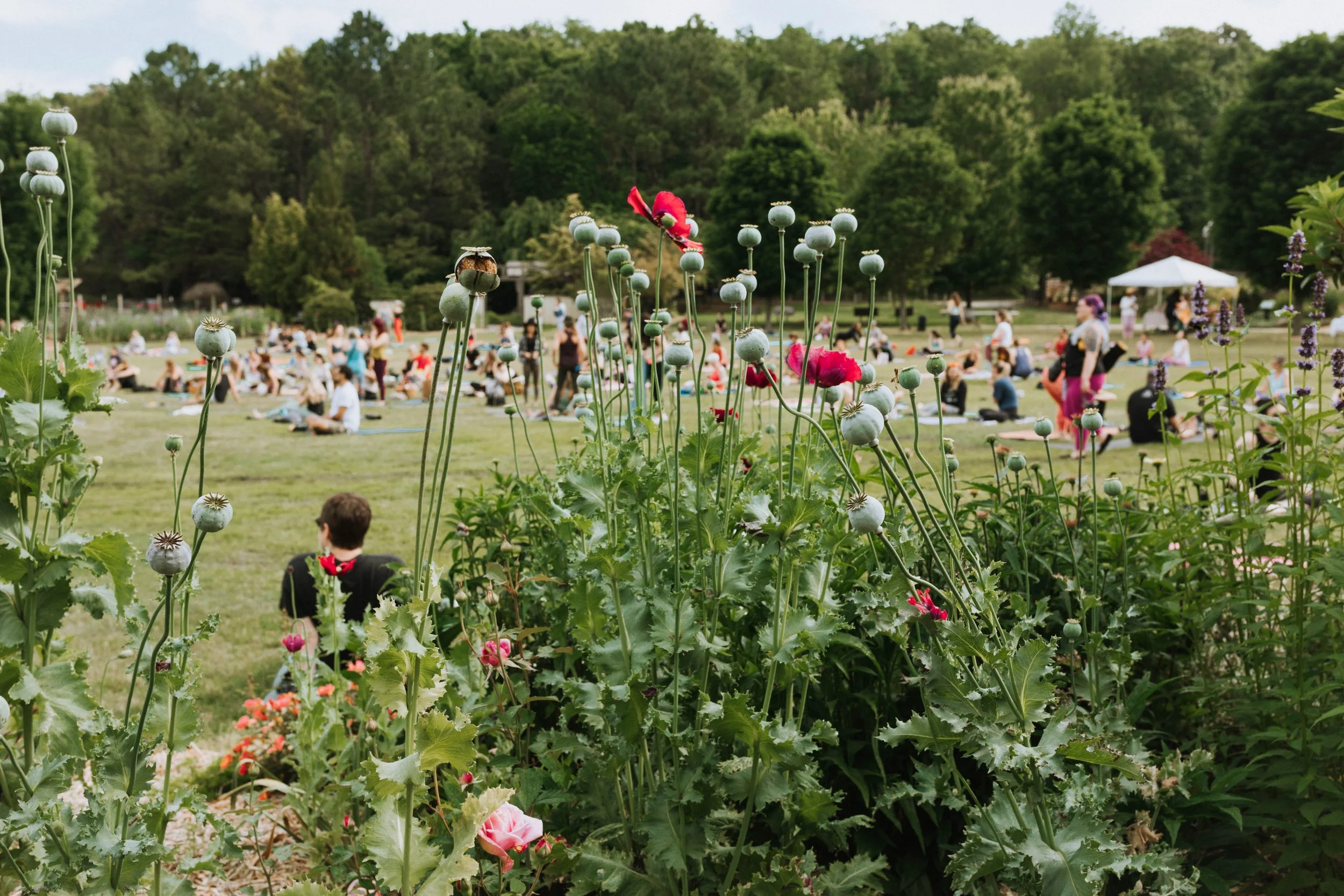 People participating in a yoga or meditation event outdoors in a park with trees and tents in the background, viewed through tall plants and flowers.