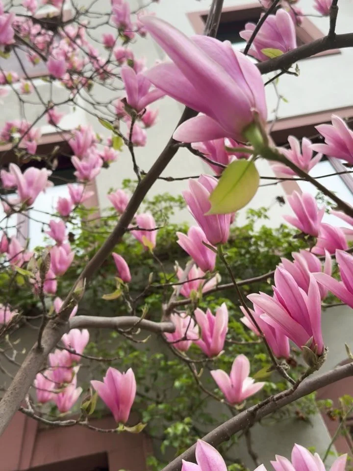 Feb/Mar moments 🌸🌼☀️☘️🌳

#feelingblessed having so many guests visiting back to back while Basel deciding to show off it&rsquo;s best sides 🥹 This made these usually quite depressing months of spring the nicest 🥹🥹🥹