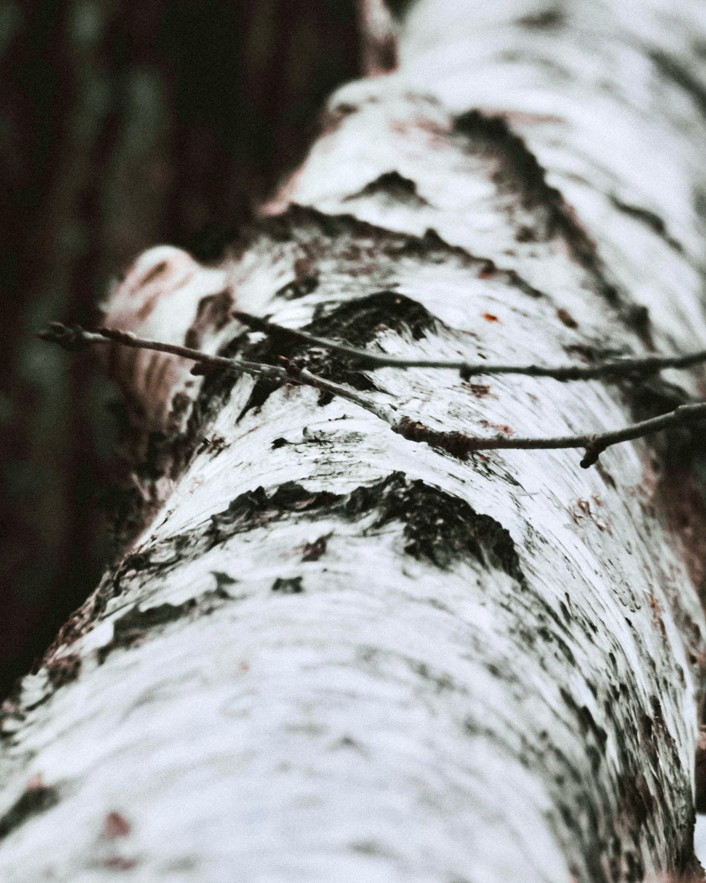 .
Vor ein paar Tagen war Imbolc, das Jahreskreisfest des Neubeginns und des Lichts. Ein Aufkeimen von Inspiration und ein langsames Erwachens der &auml;u&szlig;eren Natur. Und unserer inneren. Sp&uuml;rst du es?

Nicht nur in der Natur zeigen sich di