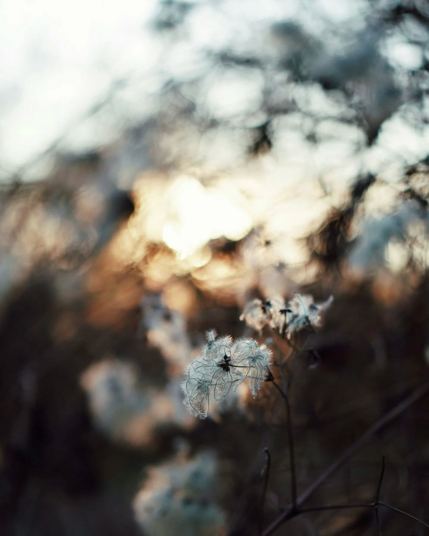 .
Heute am 21.12. ist die Wintersonnenwende. Sie markiert den k&uuml;rzesten Tag und die l&auml;ngste Nacht des Jahres 🌠.

Sie steht als zweites Fest im keltischen Jahreskreis nach Samhain am 31.10. symbolisch daf&uuml;r, von allem Abschied zu nehme