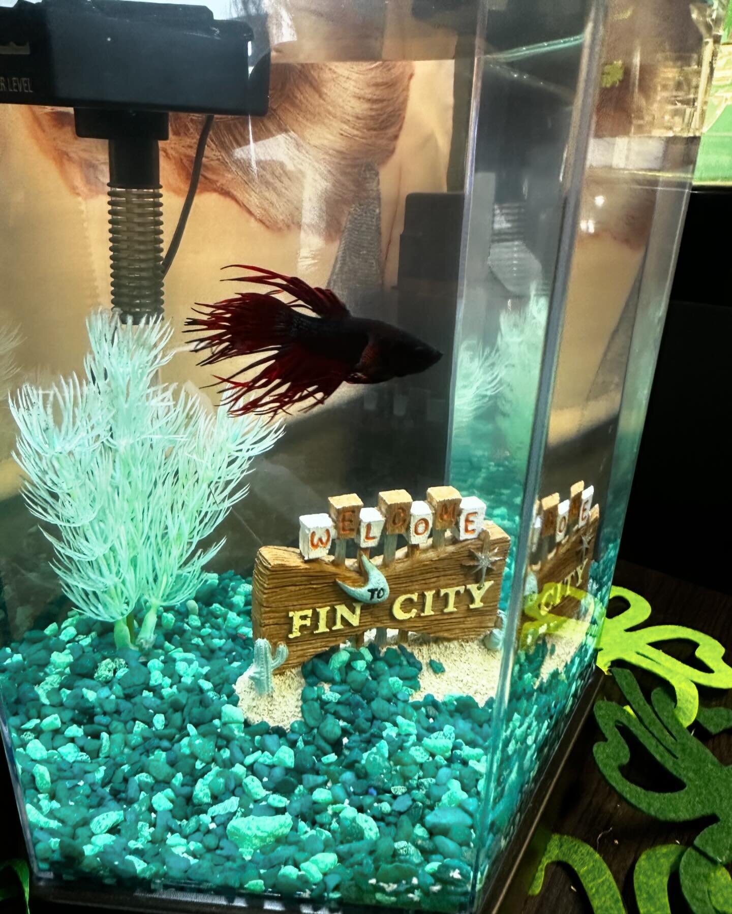 We have a new member of the Hair Concepts team! Introducing _____! Yep, we don&rsquo;t have a name yet 😅 Comment below what you think we should name our red fishy friend ❤️