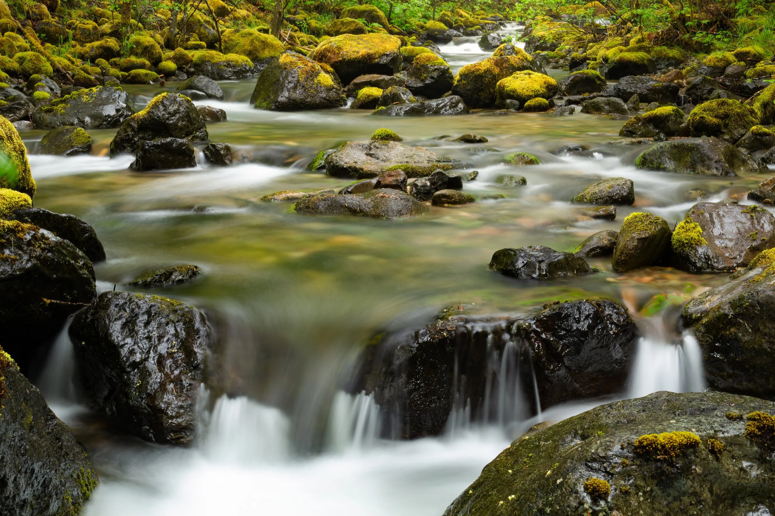 A flowing mountain stream surrounded by moss-covered rocks and green foliage in a forest.