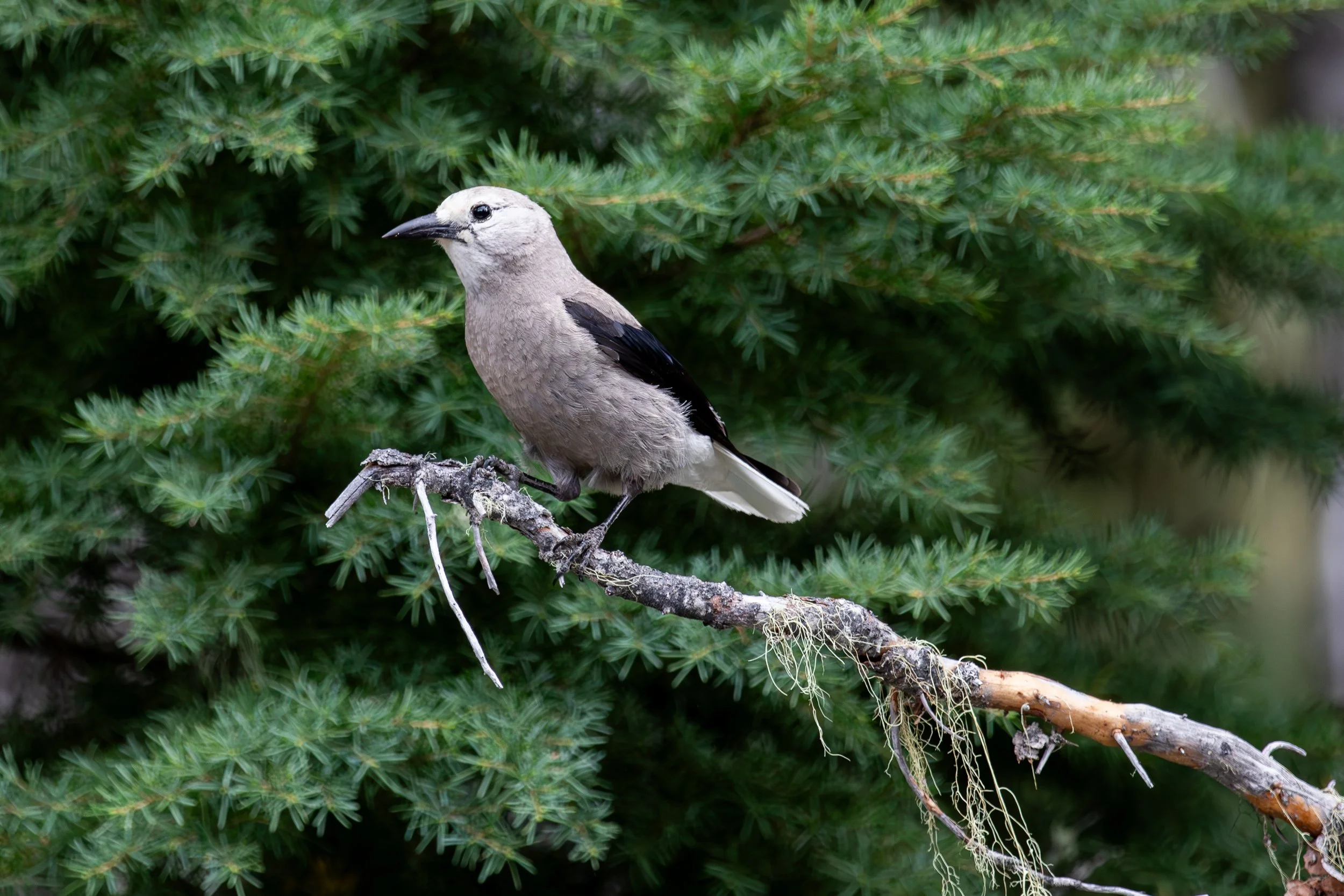 A bird perched on a branch with green pine needles in the background.
