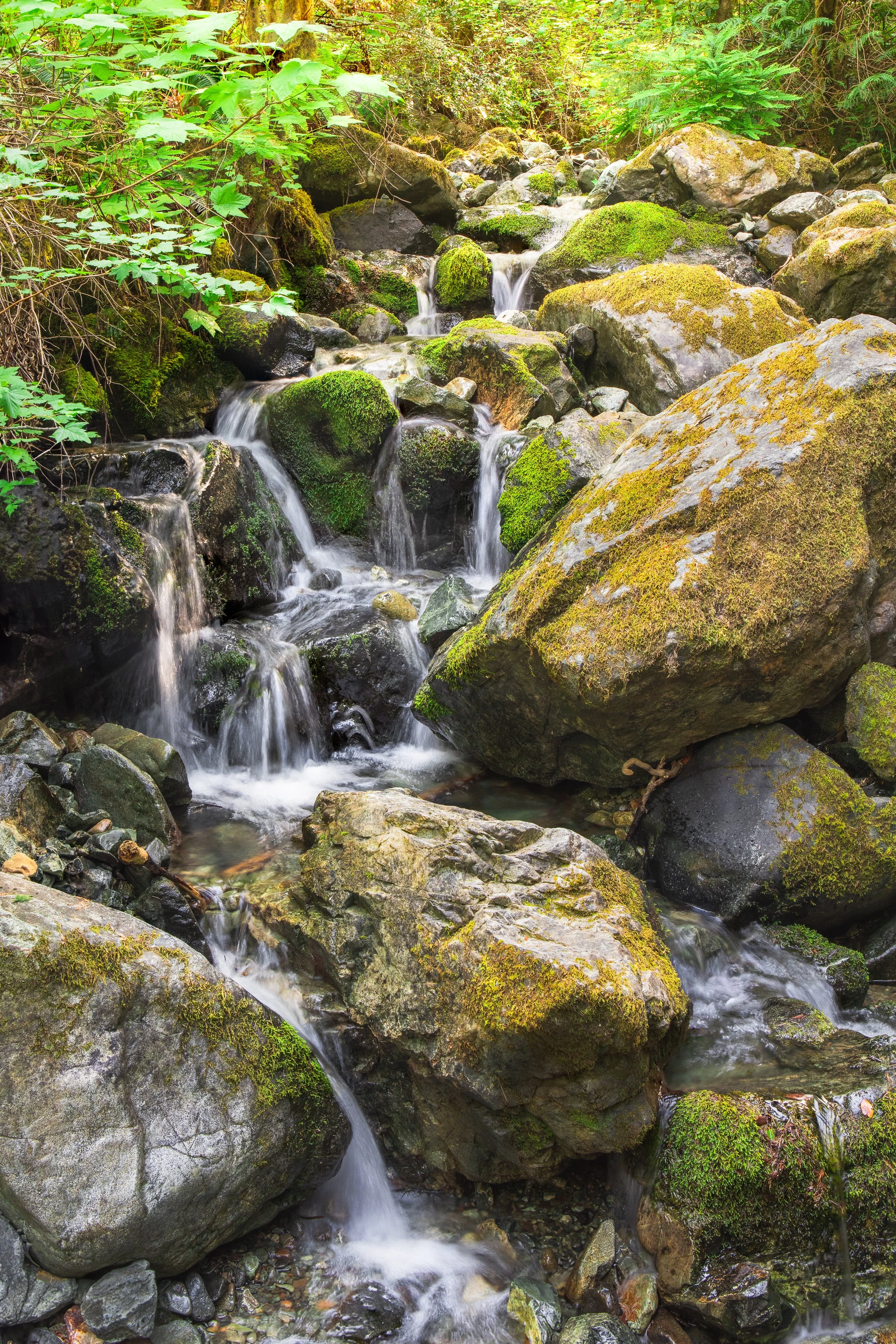 Stream flowing over moss-covered rocks in a lush, green forest.