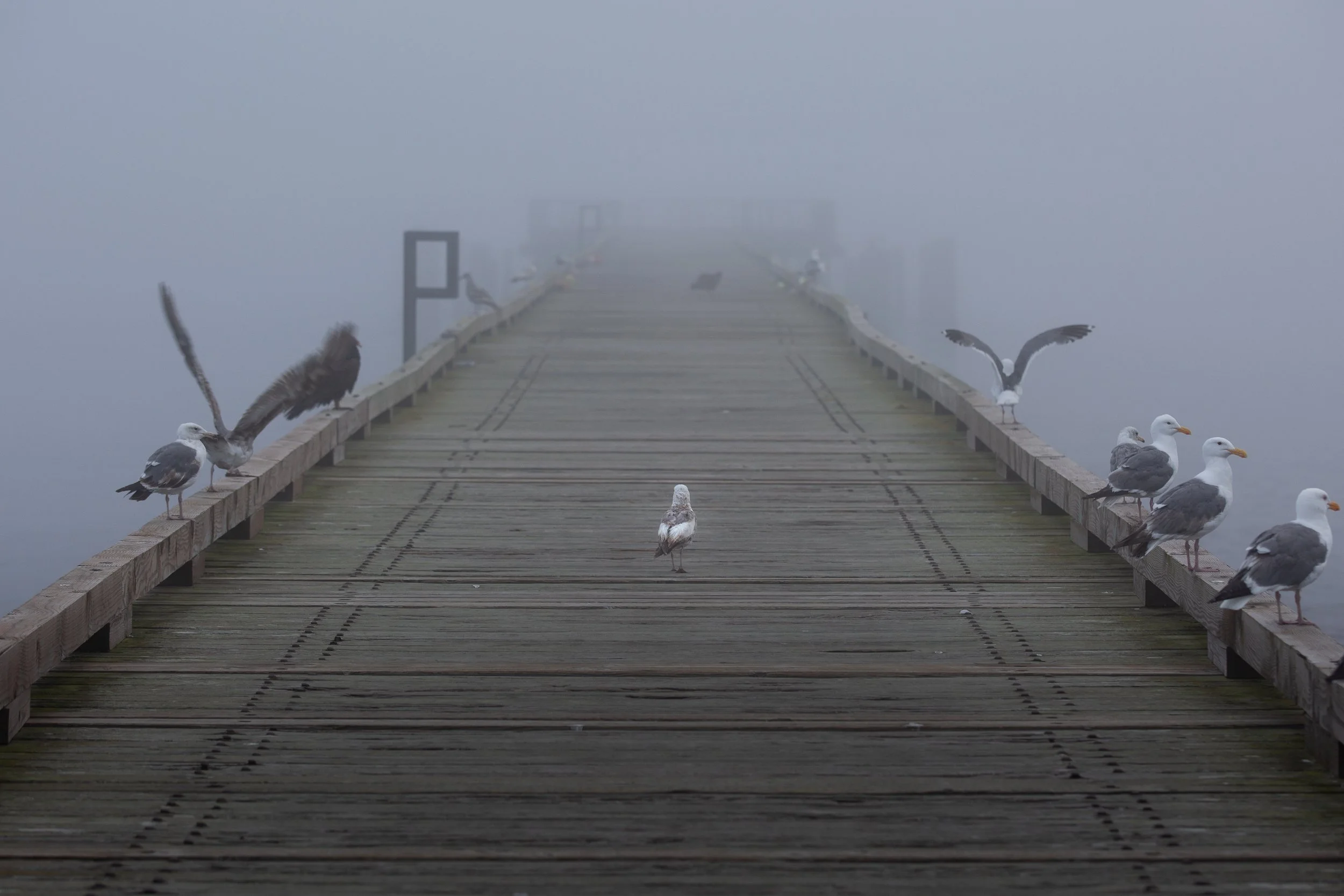 A foggy wooden pier with seagulls and other birds perched along the edges and in the air, fading into the fog at the end of the pier.