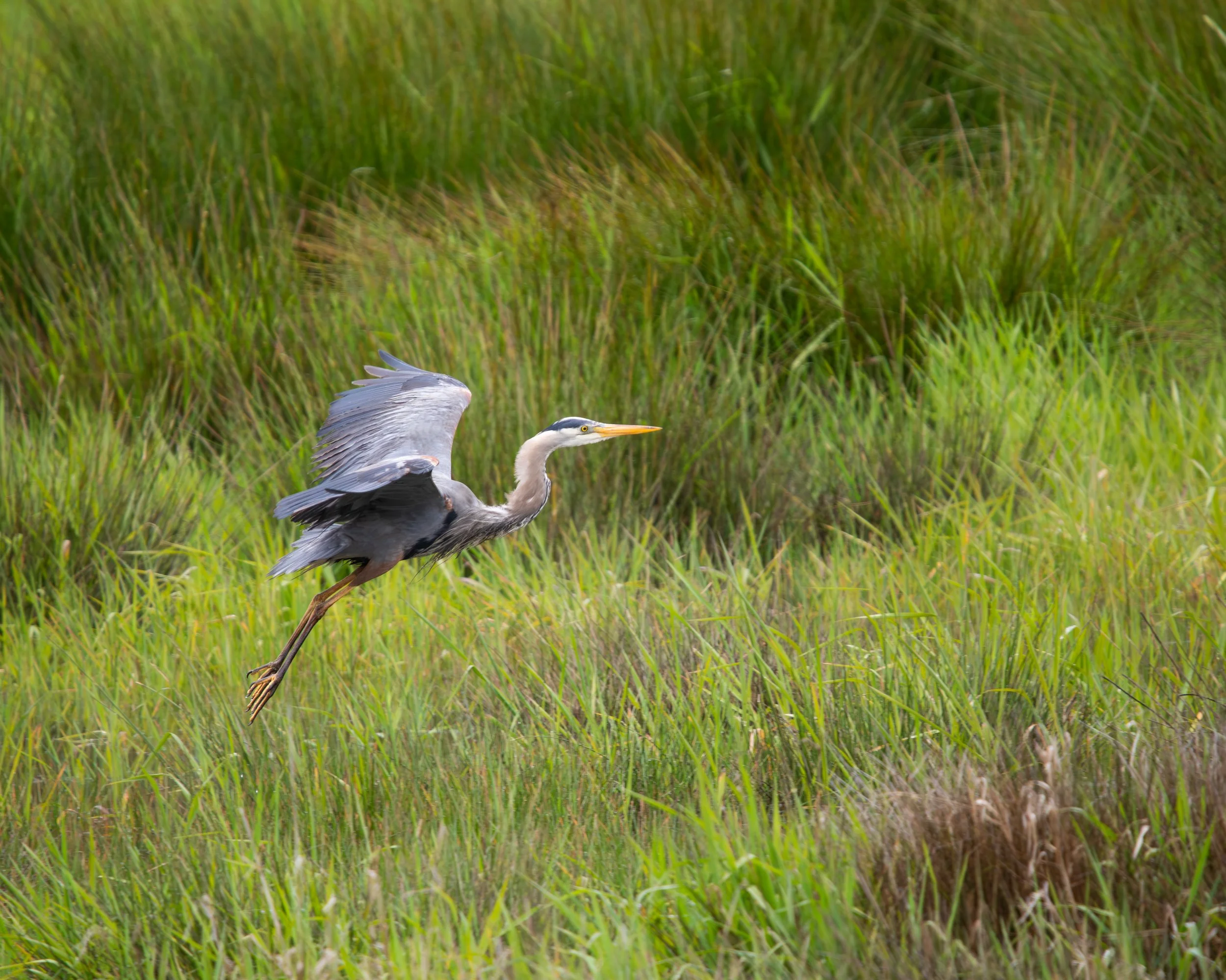 A heron flying low over a grassy wetland area.
