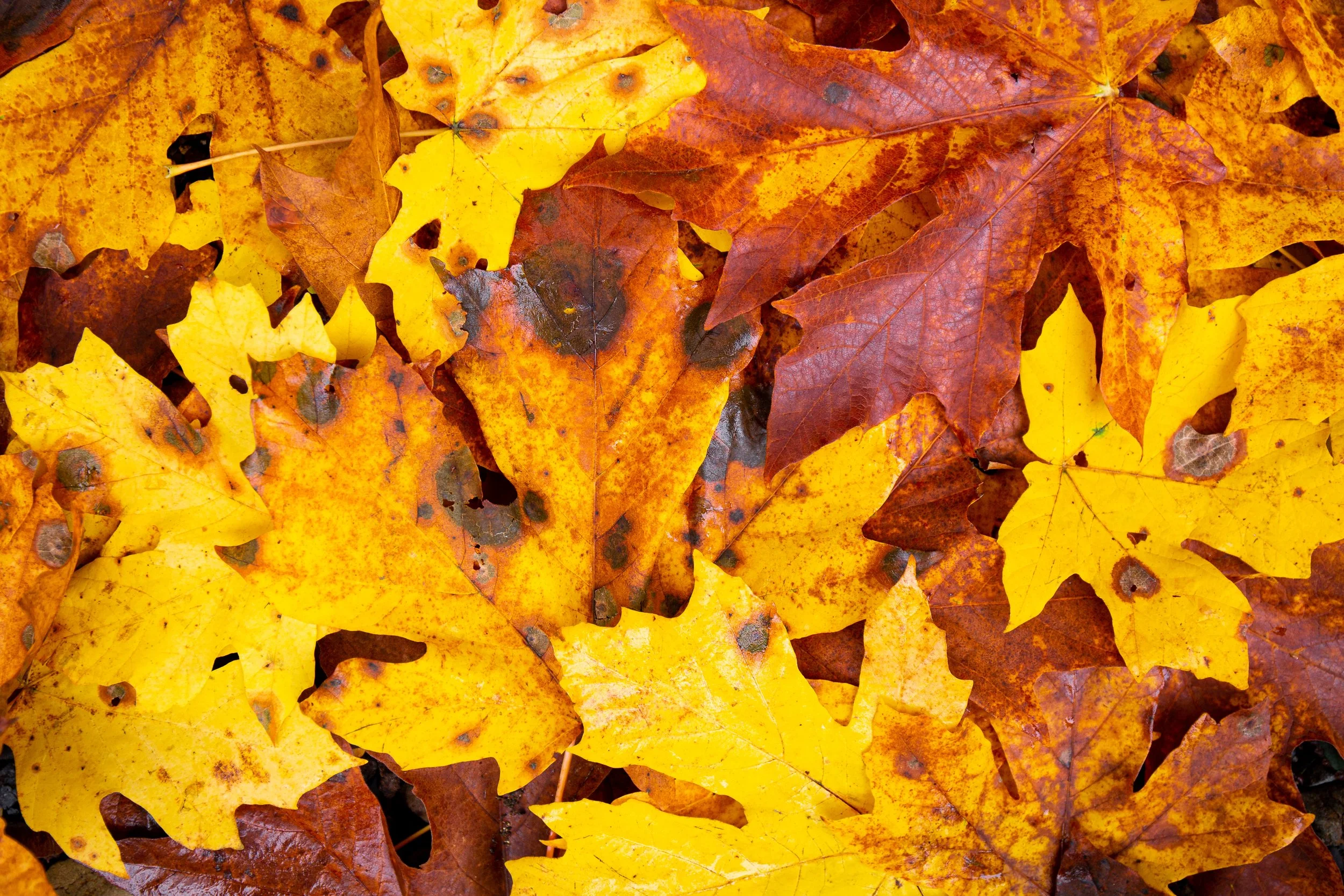A collection of fallen autumn leaves in yellow, orange, and red colors.