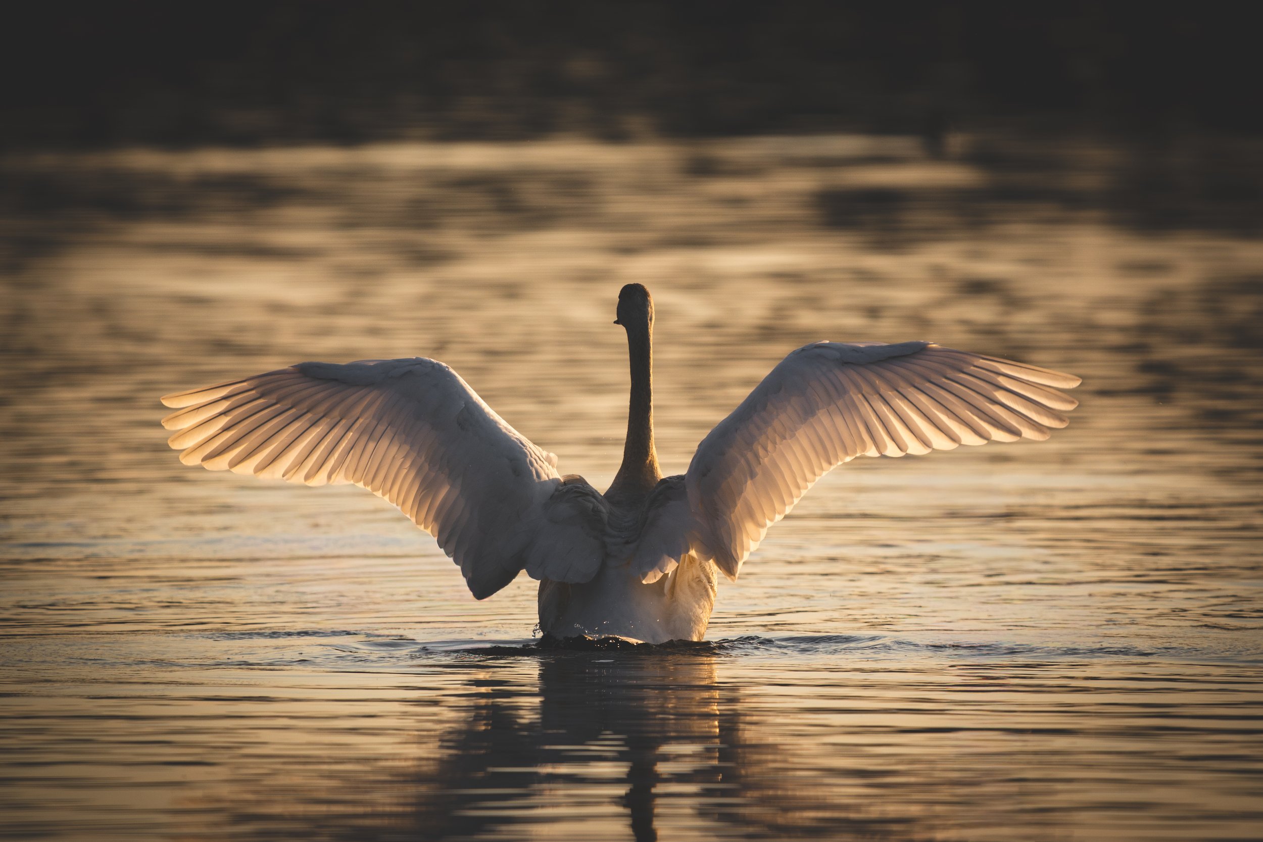 A swan spreading its wings on a calm body of water during sunset with soft golden lighting