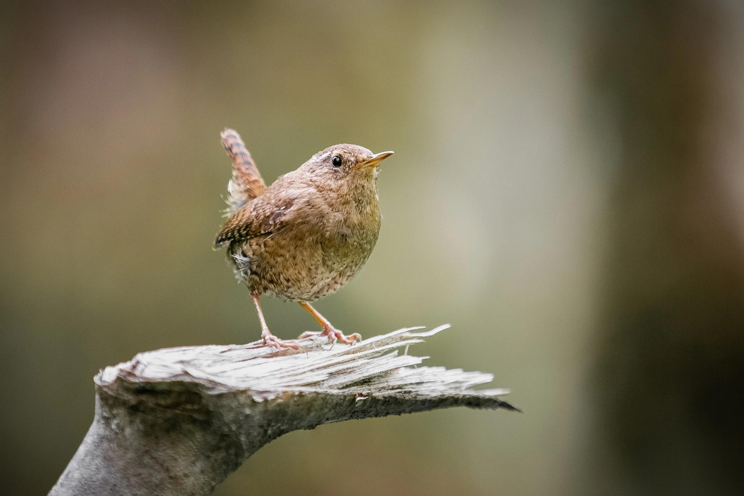 Small brown bird perched on a weathered piece of wood with a blurred green and brown background.