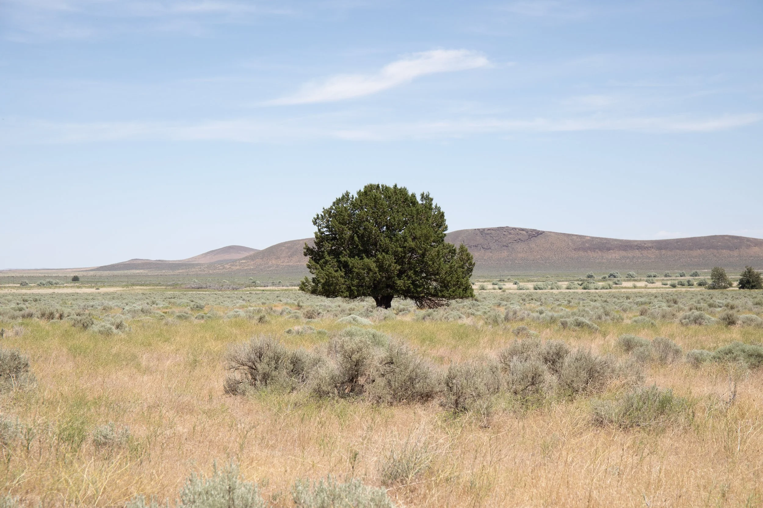 A lone tree in a desert landscape with yellowish grass and distant hills under a blue sky with few clouds.