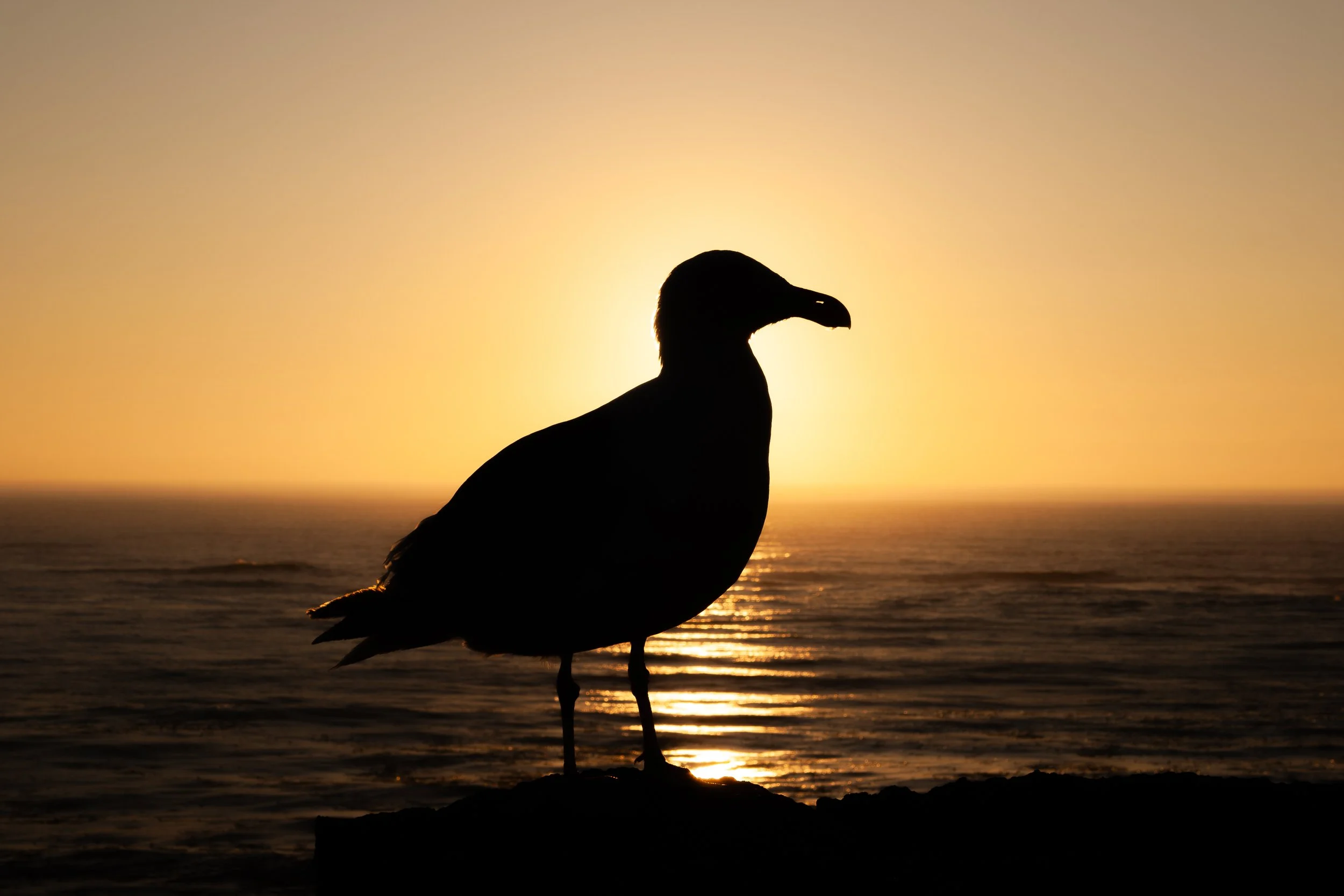 Silhouette of a bird, possibly a vulture, perched on a rock by the ocean at sunset with a golden sky and reflective water.