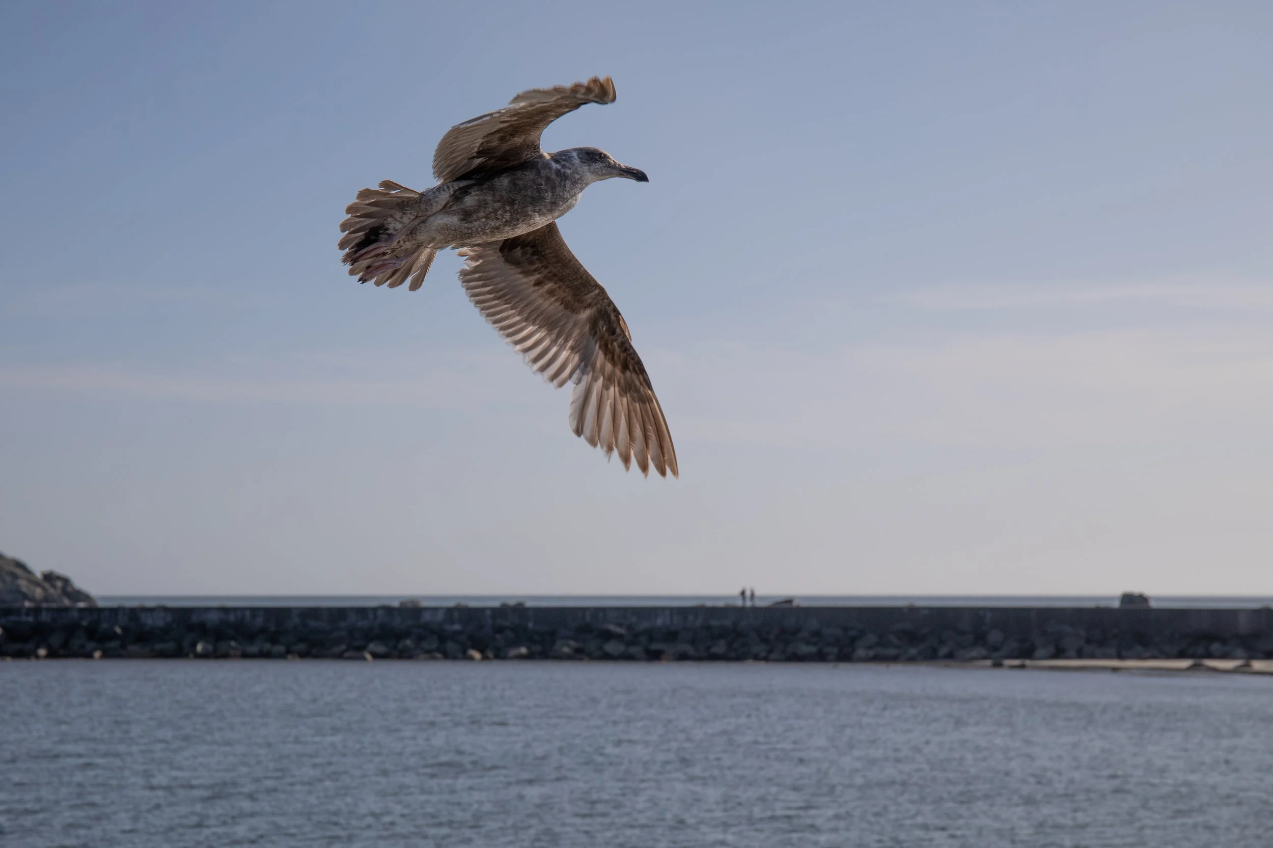 A seagull flying over a body of water with a rocky breakwater and a cloudy sky in the background.
