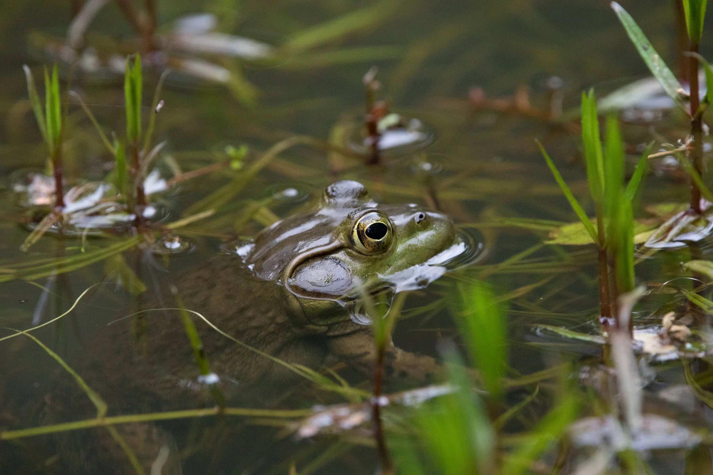 A green frog partially submerged in water among green aquatic plants.