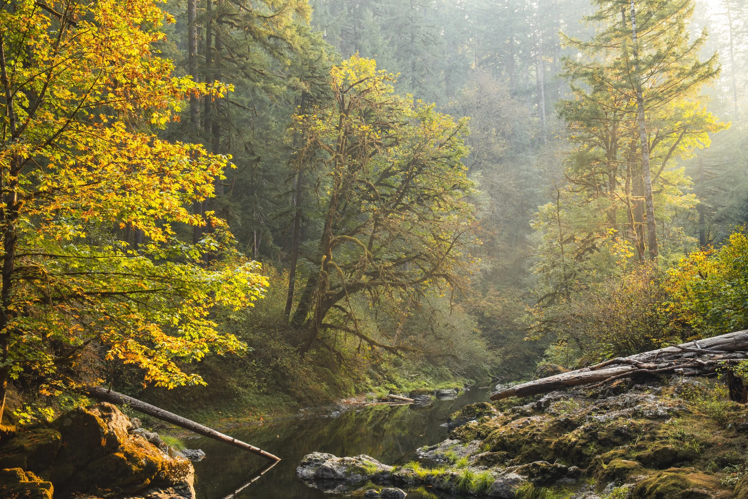 A serene forest scene with tall trees and dense greenery, a small stream flowing through the rocks, and sunlight filtering through the leaves in a misty atmosphere.