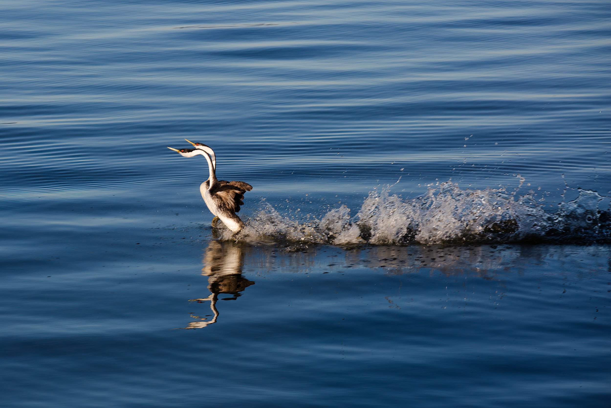 A bird, likely a heron, taking off from a body of water with ripples, creating a spray of water behind it.