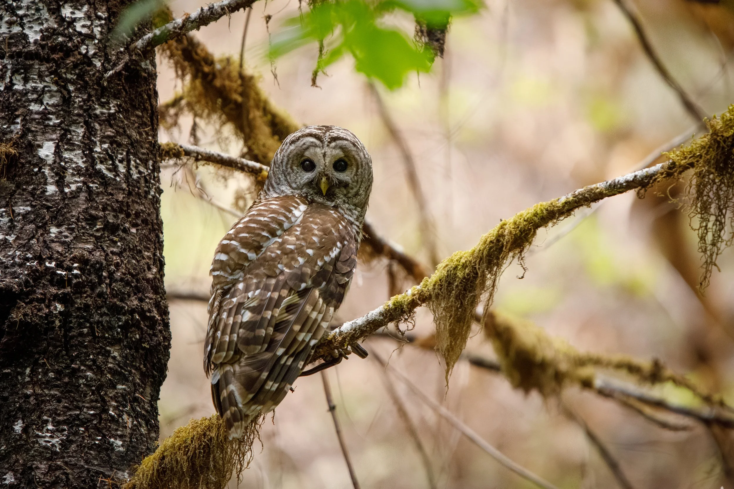 A blurry background of a forest with an owl perched on a moss-covered branch.