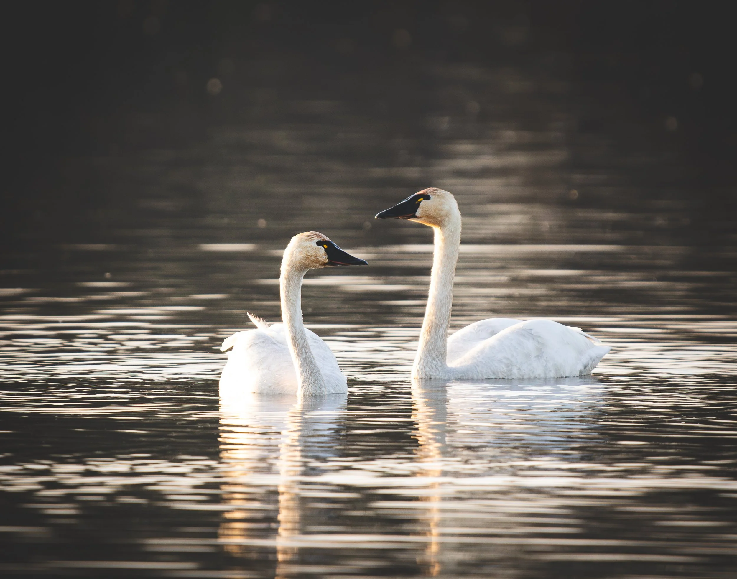 Two swans swimming in calm water with a dark background.