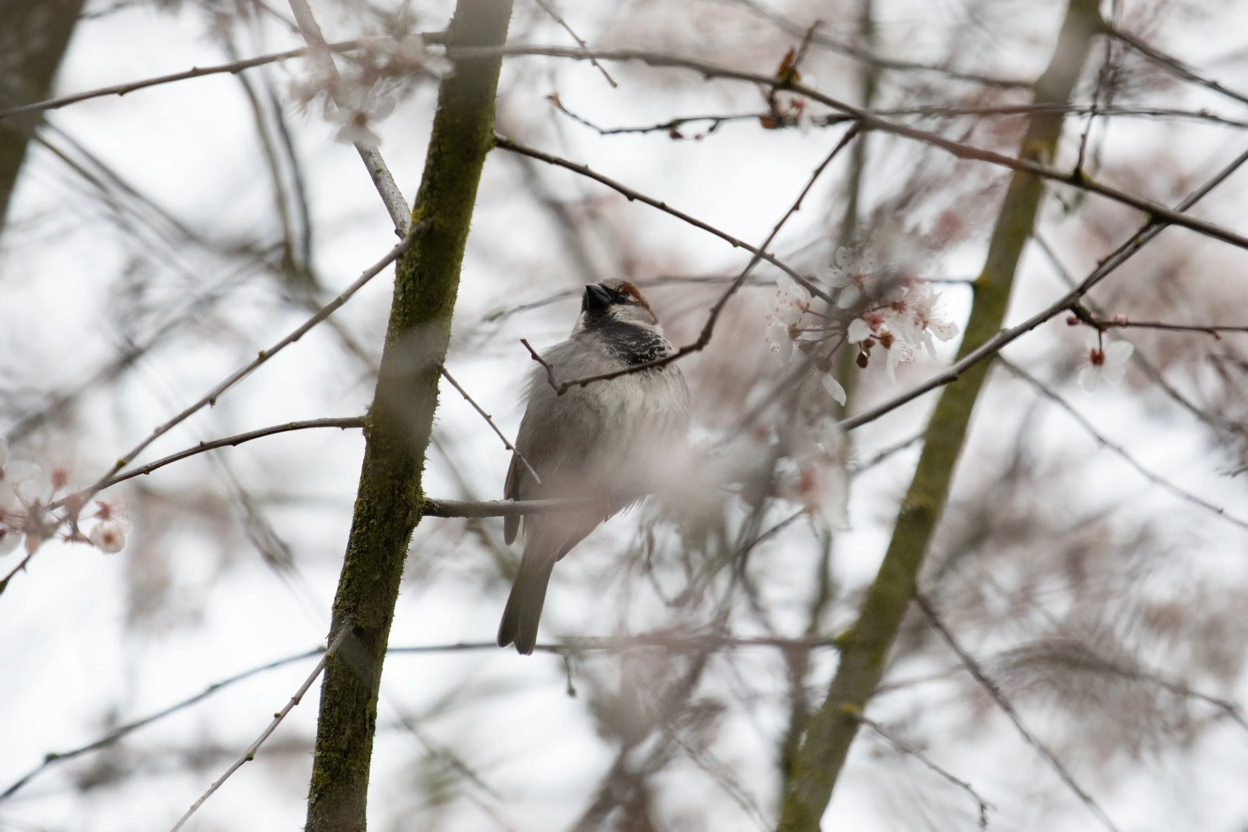 A bird perched on a branch surrounded by blossoming cherry blossoms with a soft, blurred background.