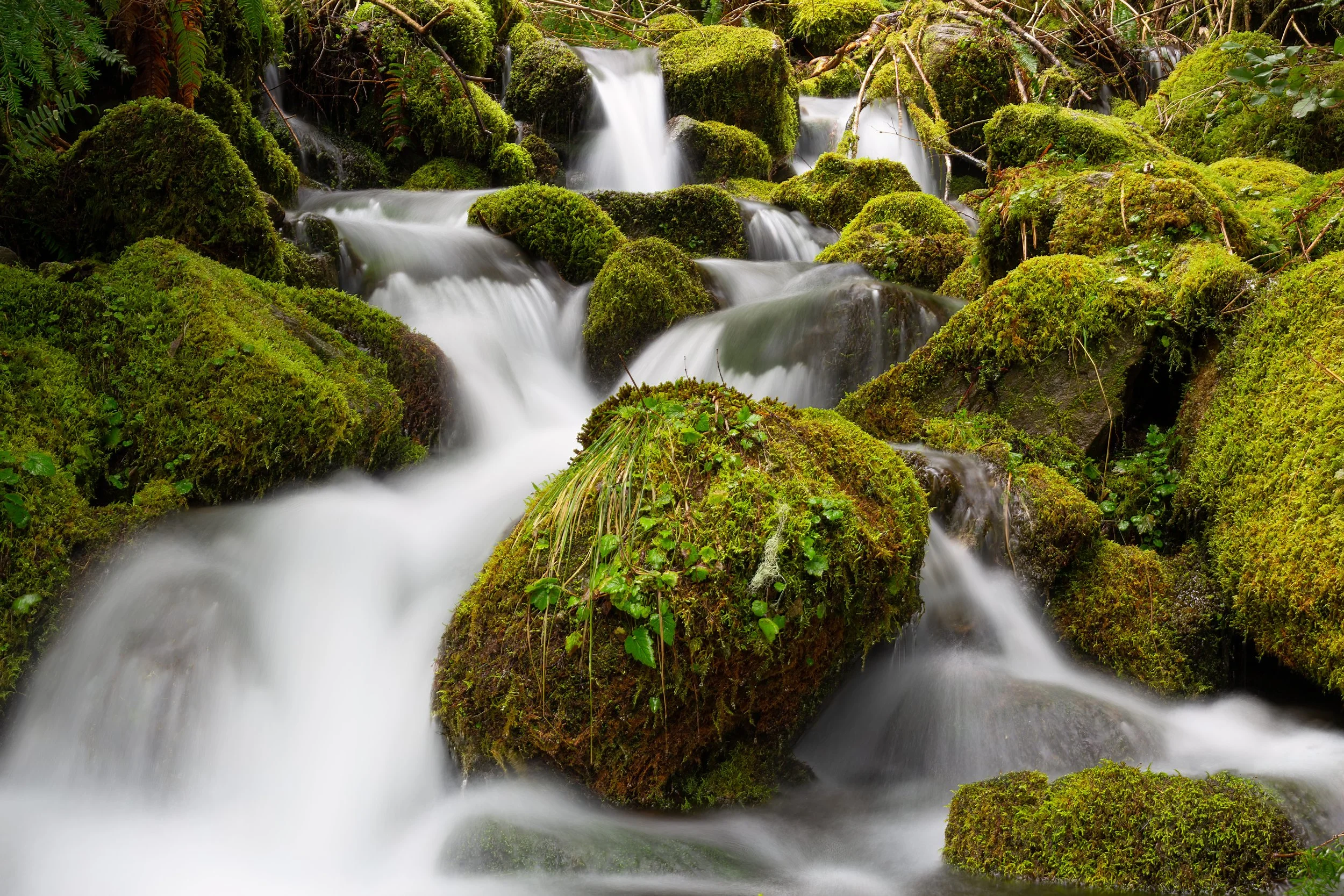 A small, fast-moving stream flowing over moss-covered rocks and boulders in a lush, green forest.