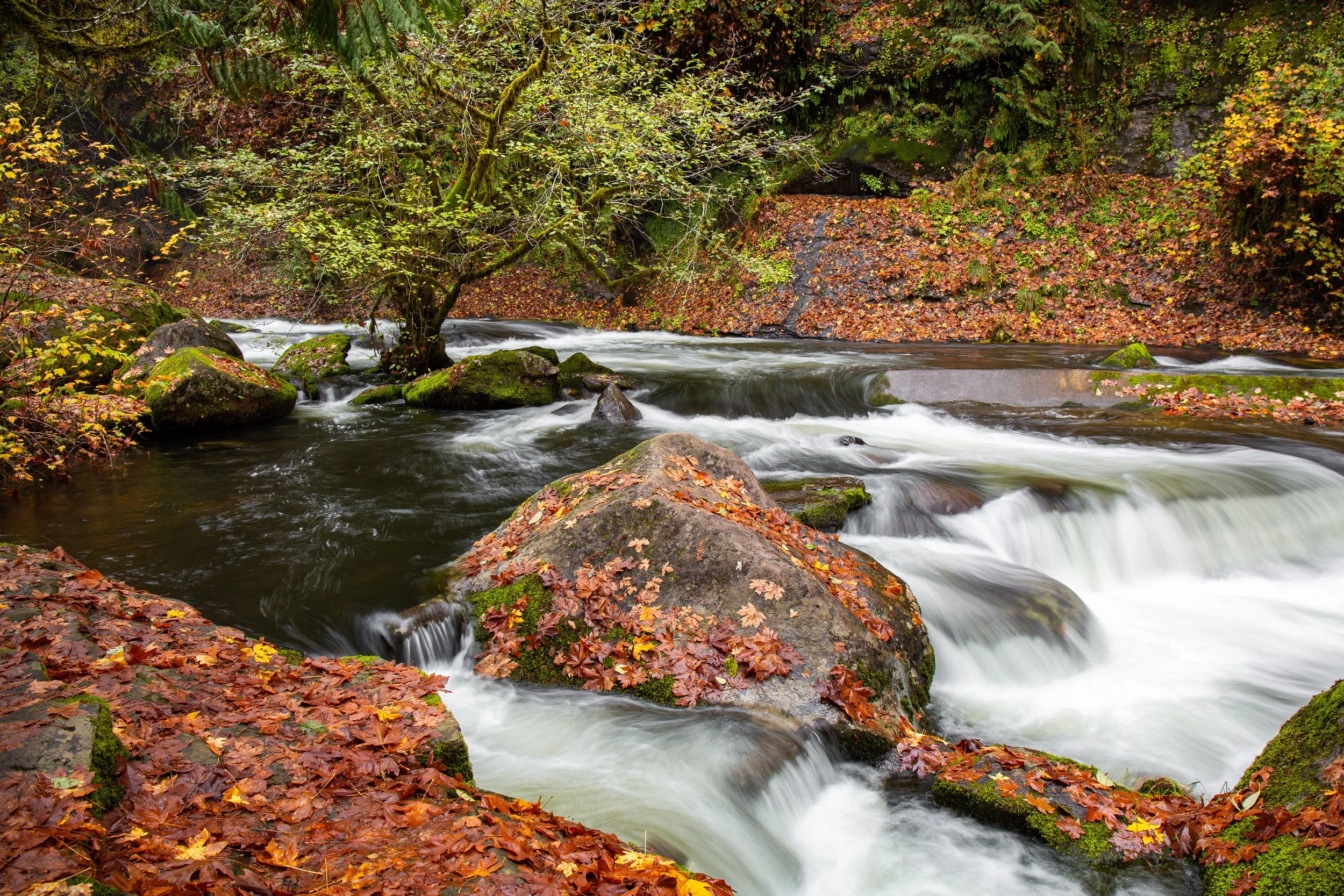 A river flowing over rocks in a forested area during autumn, with fallen leaves on the rocks and along the riverbank.