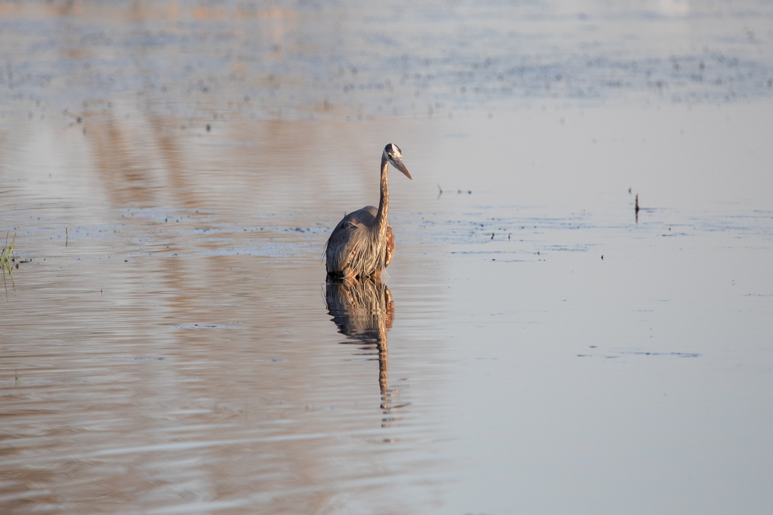 A heron standing in calm water, reflected on the surface, with a blurry background of water and reeds.