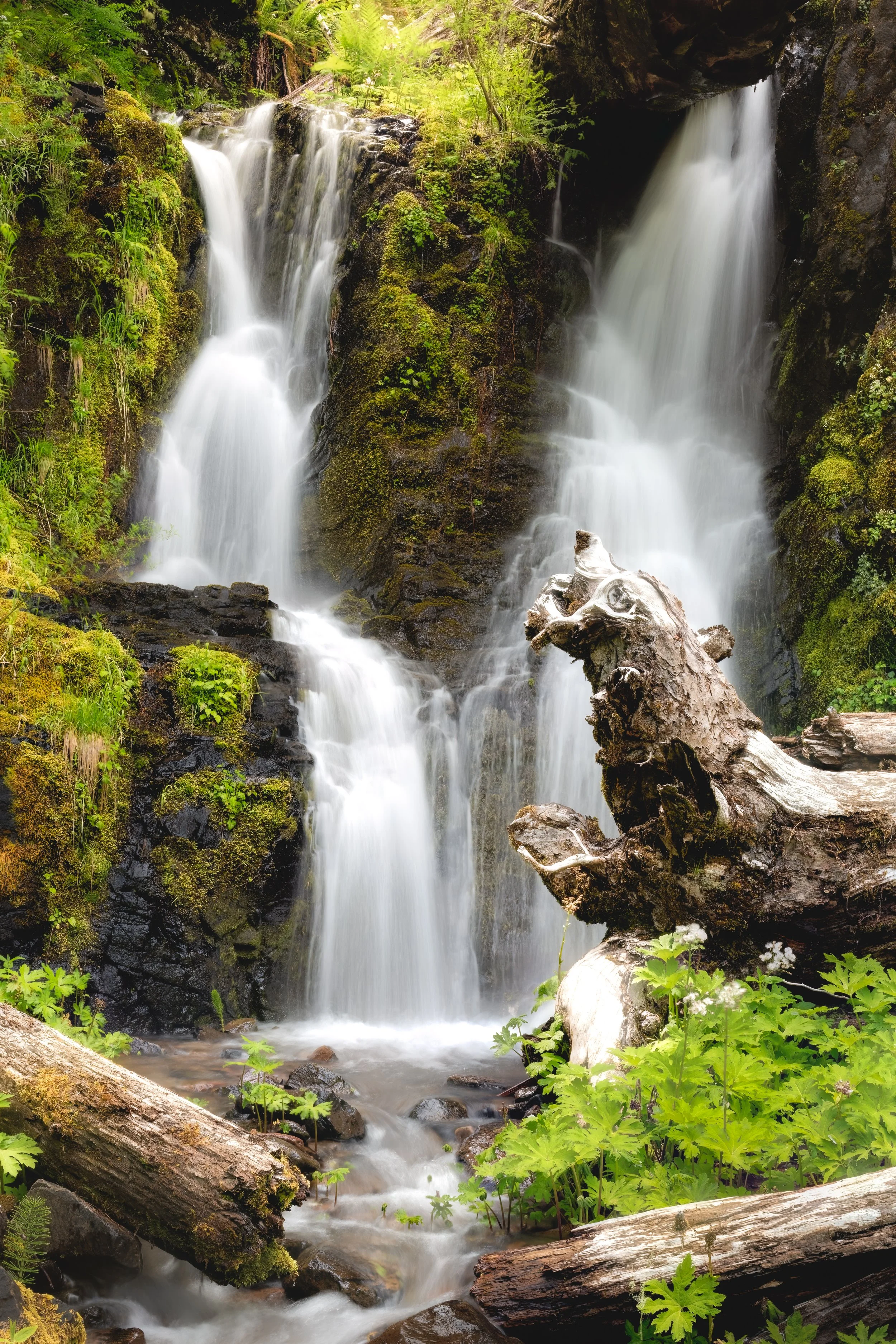 A multilevel waterfall flowing over mossy rocks surrounded by lush green vegetation and fallen tree logs.
