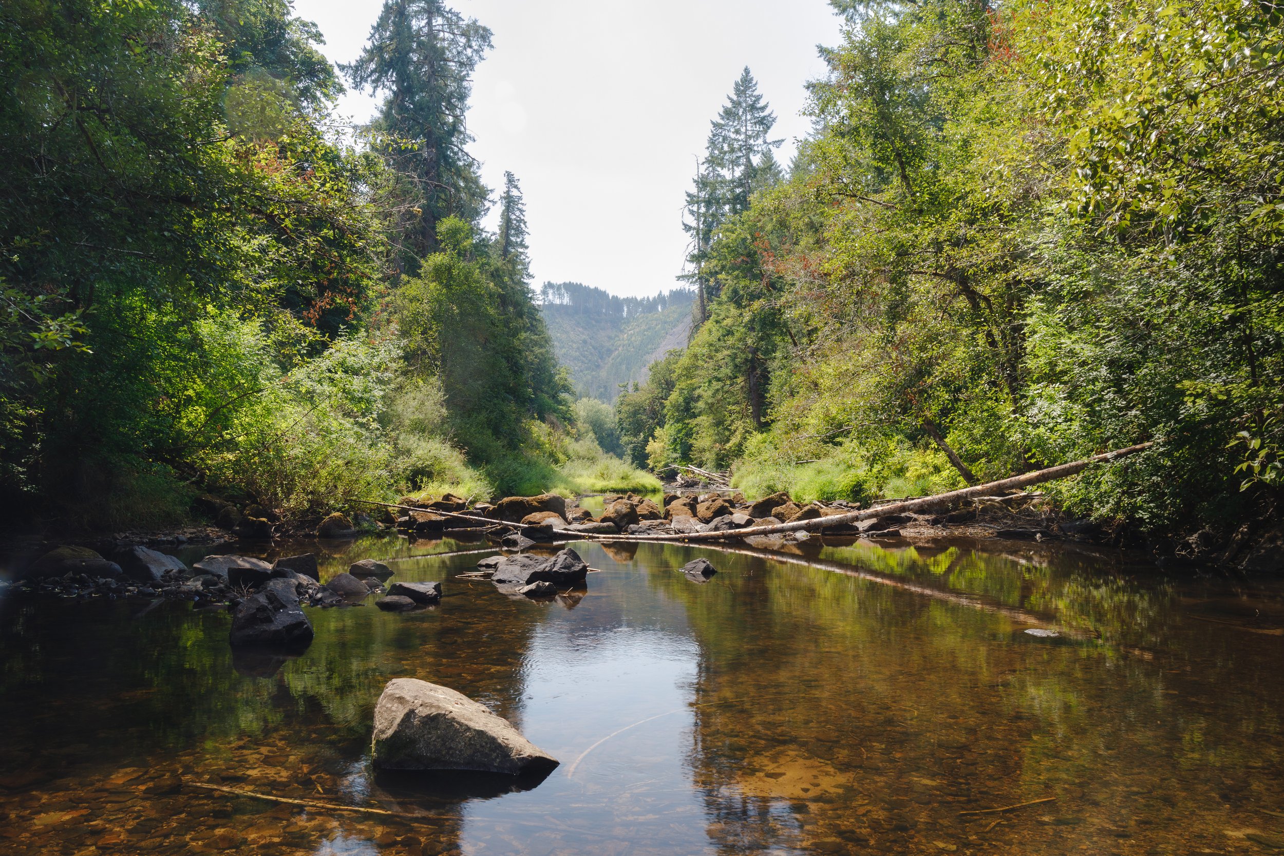 A peaceful creek flowing through a lush green forest with tall trees and rocks in the water.