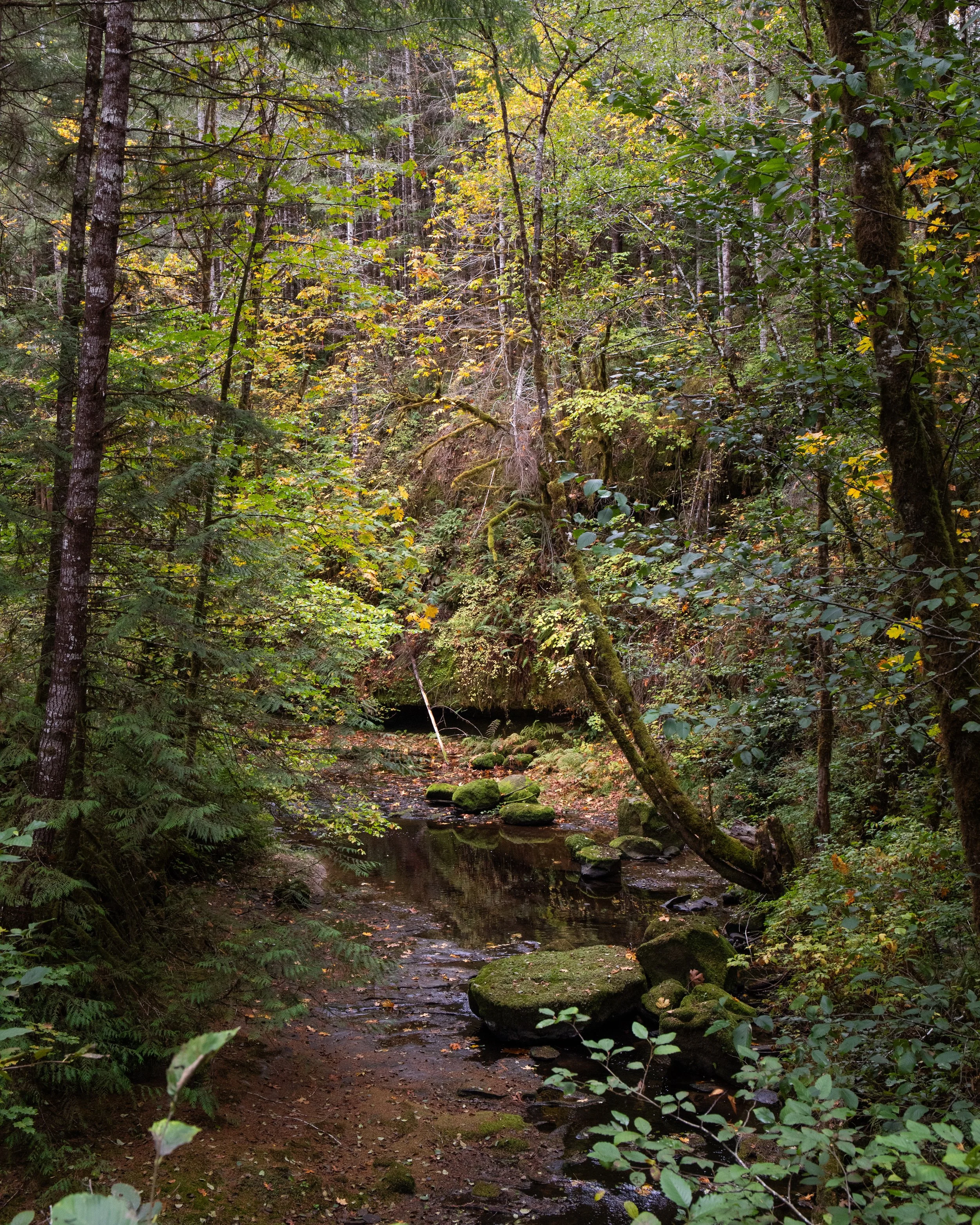 A forest scene with a small stream flowing over moss-covered rocks, surrounded by dense trees and lush green foliage.