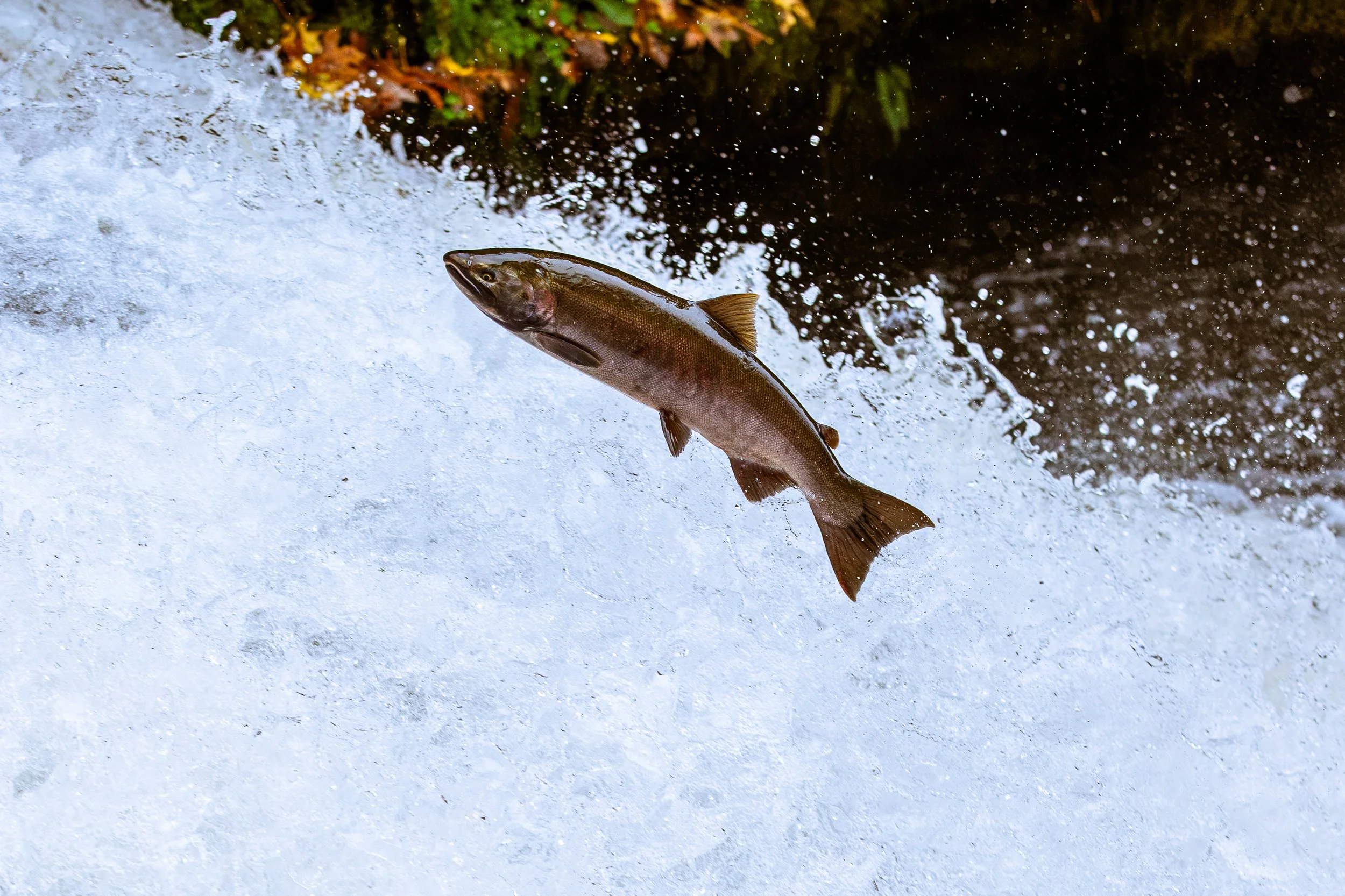 A fish jumping out of a stream or river, with water splashing around it and some greenery in the background.