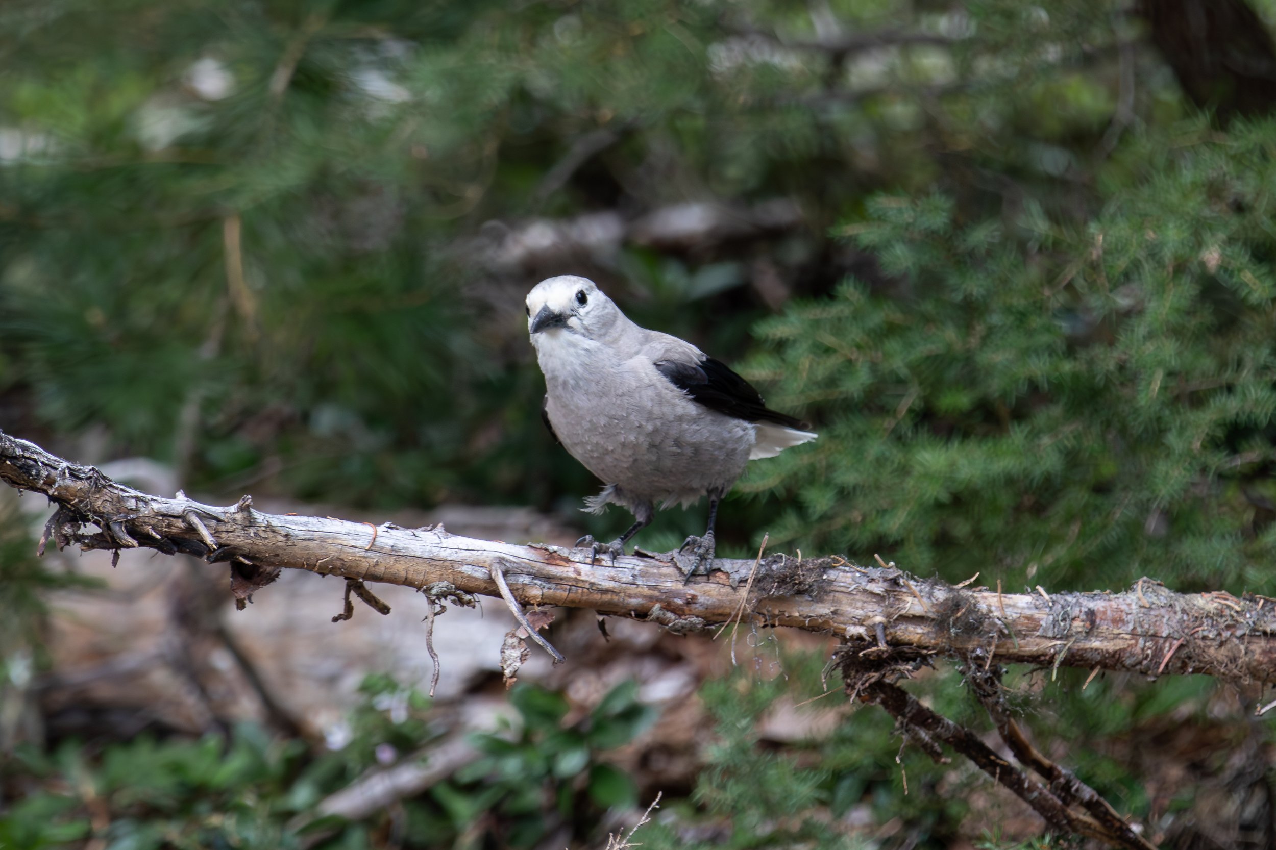 A small bird with a pale gray body, black wings, and white head perches on a fallen tree branch amidst green foliage.