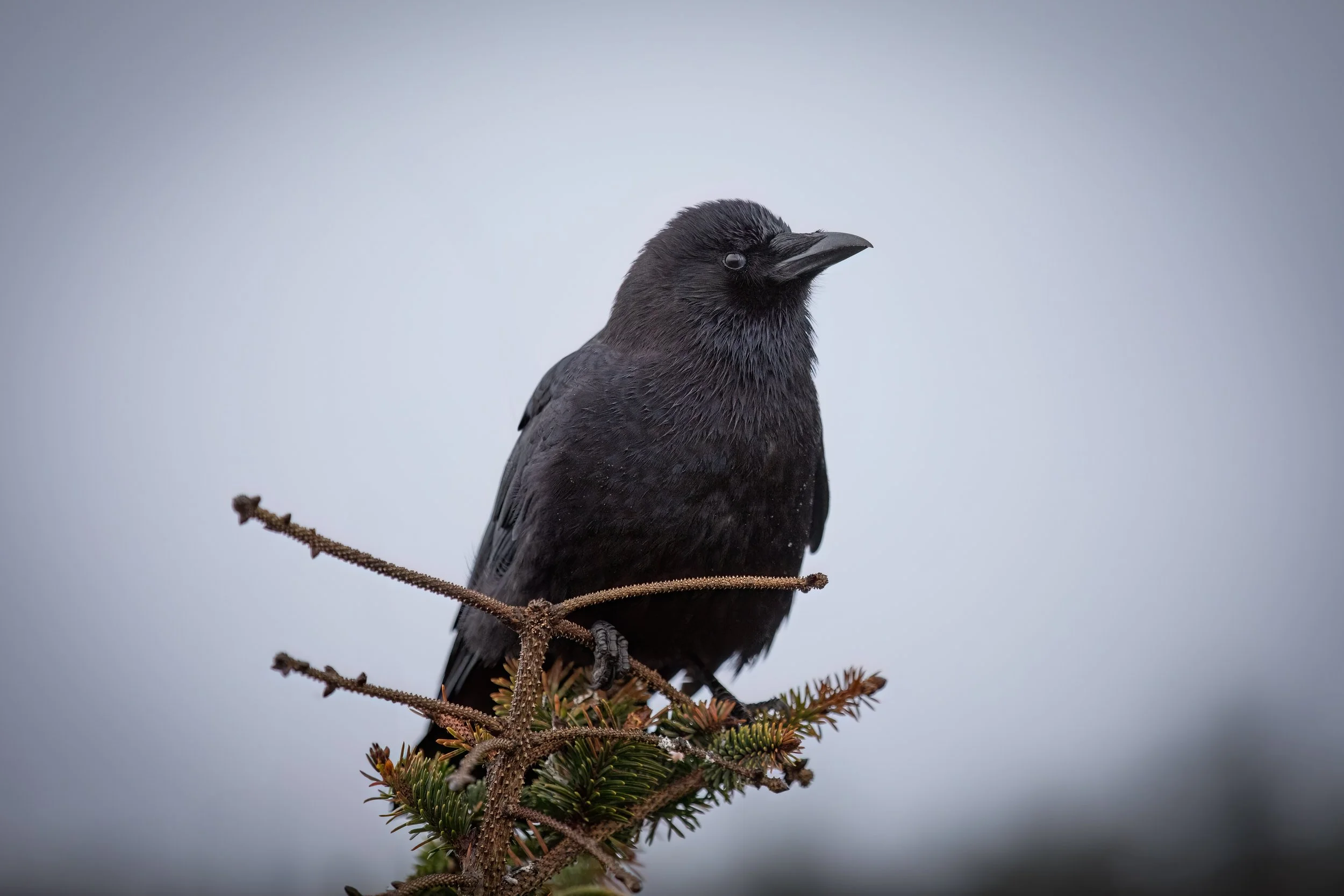 A black bird perched on a small branch of an evergreen tree against a blurred gray sky.