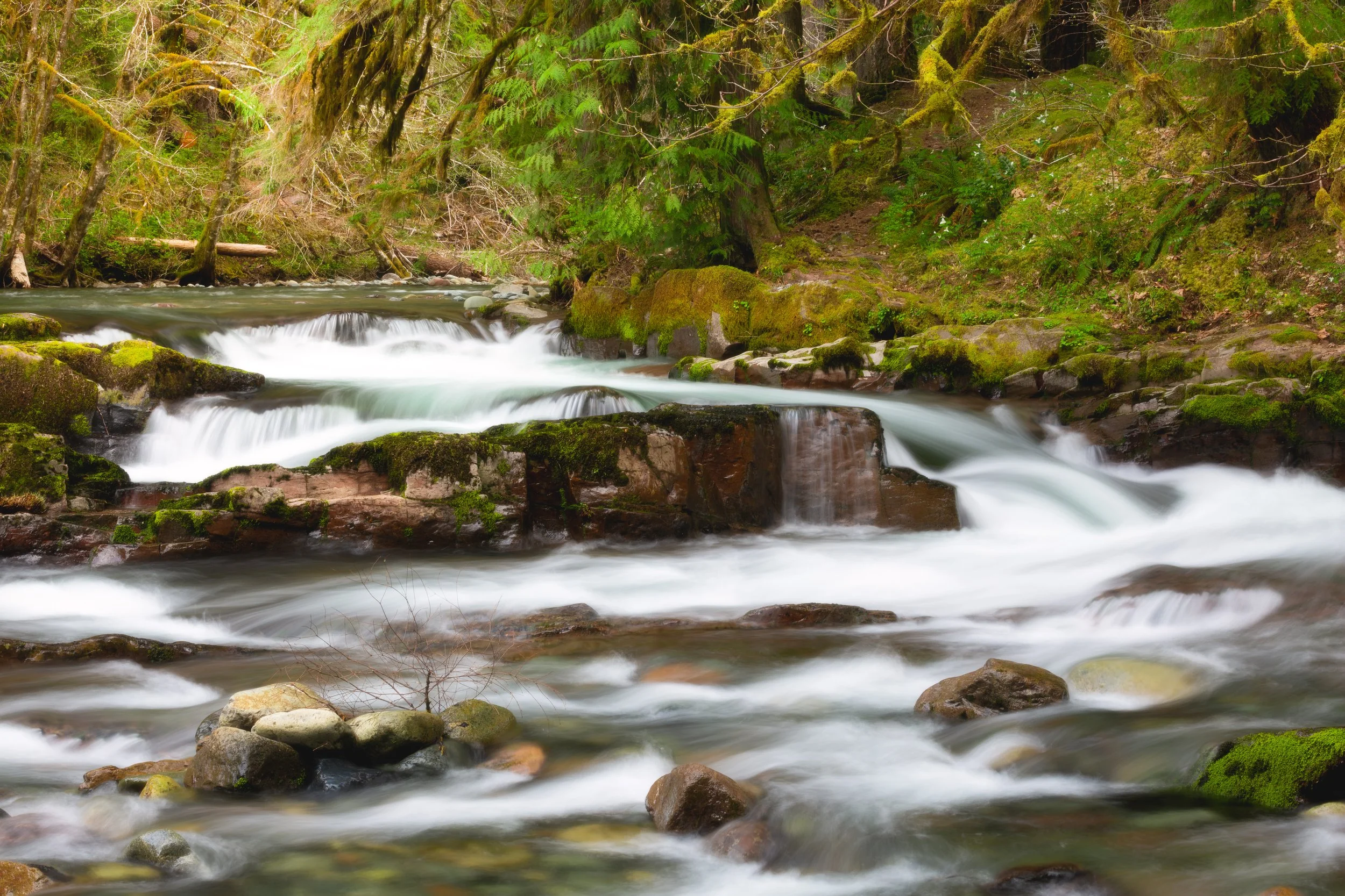 A flowing river with rocks and moss in a green forest.