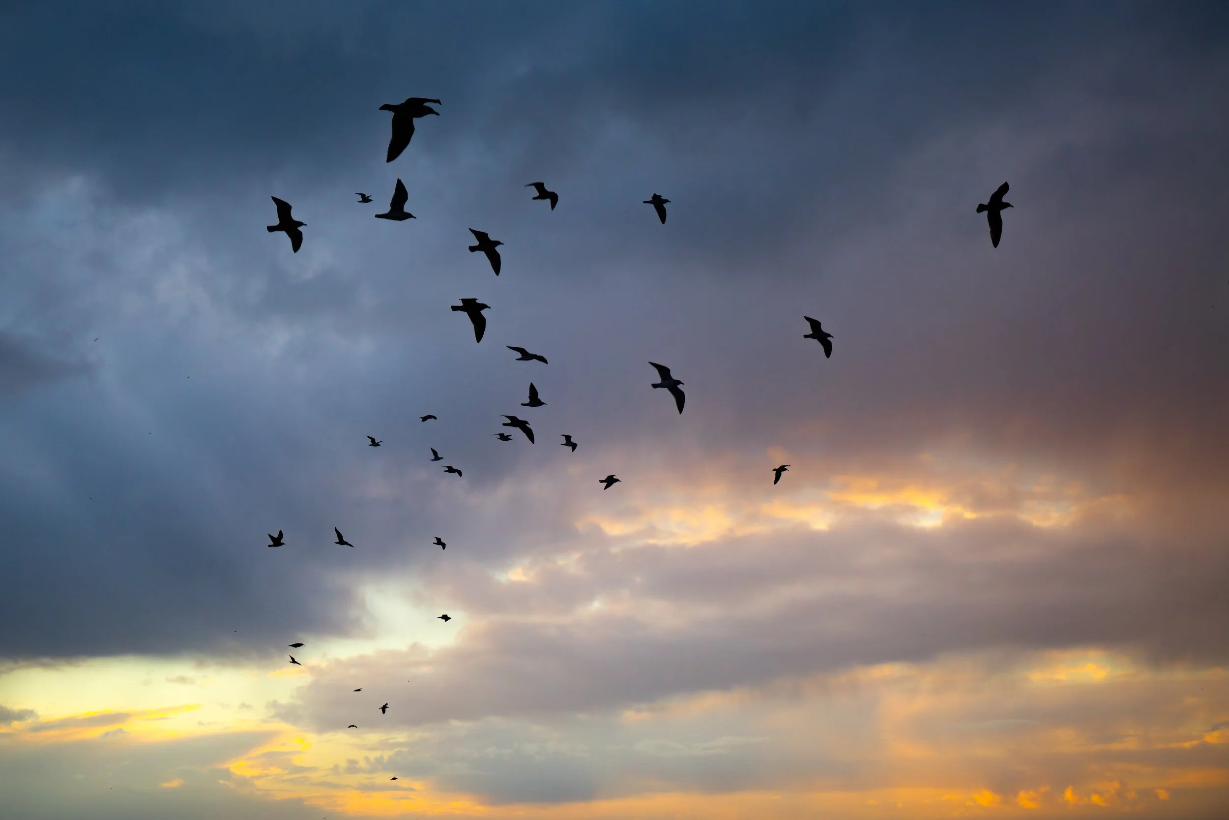 Silhouetted birds flying in a cloudy sky during sunset or sunrise.