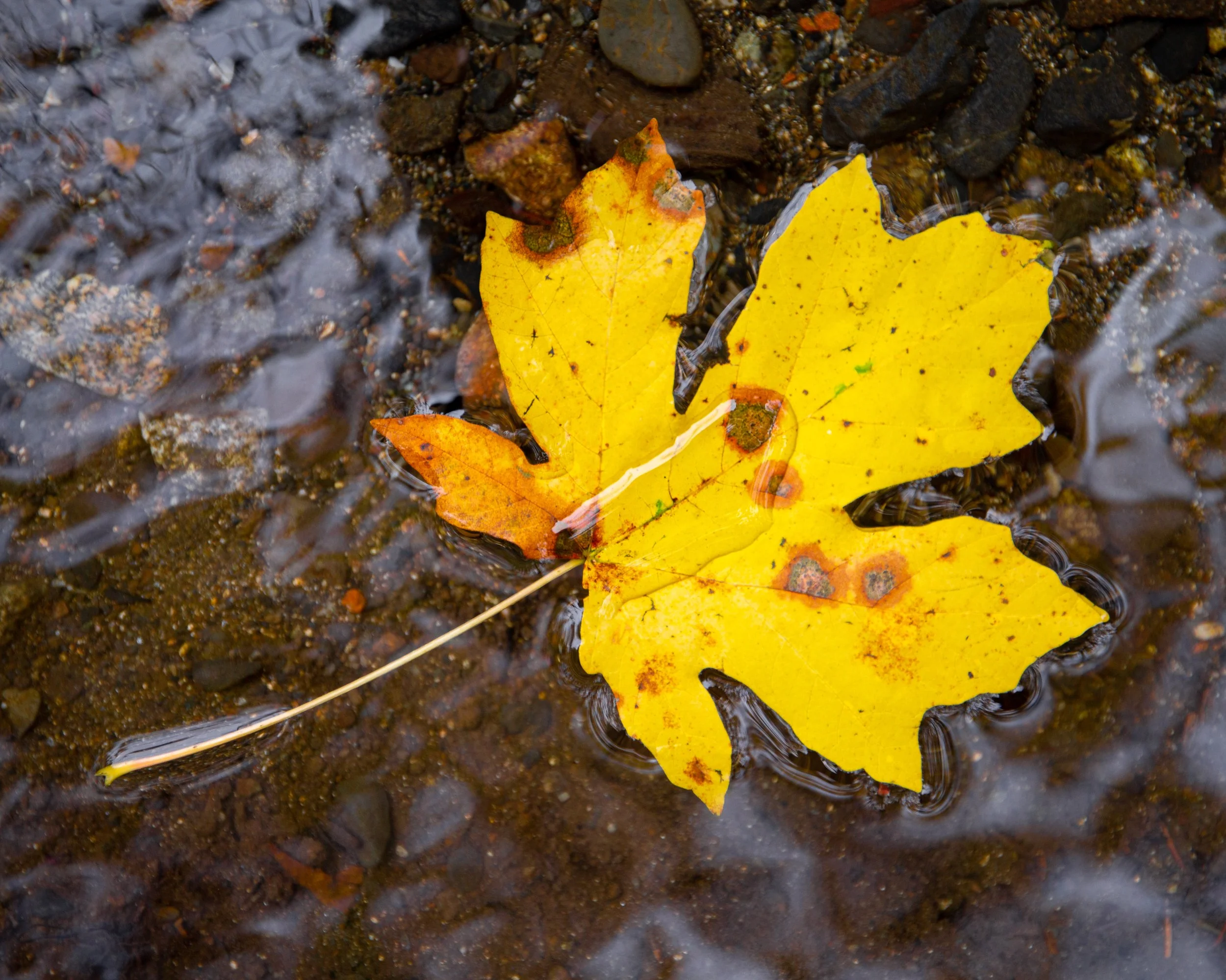 Two fallen yellow maple leaves floating in a shallow puddle of water over a dark, wet, pebbled ground.