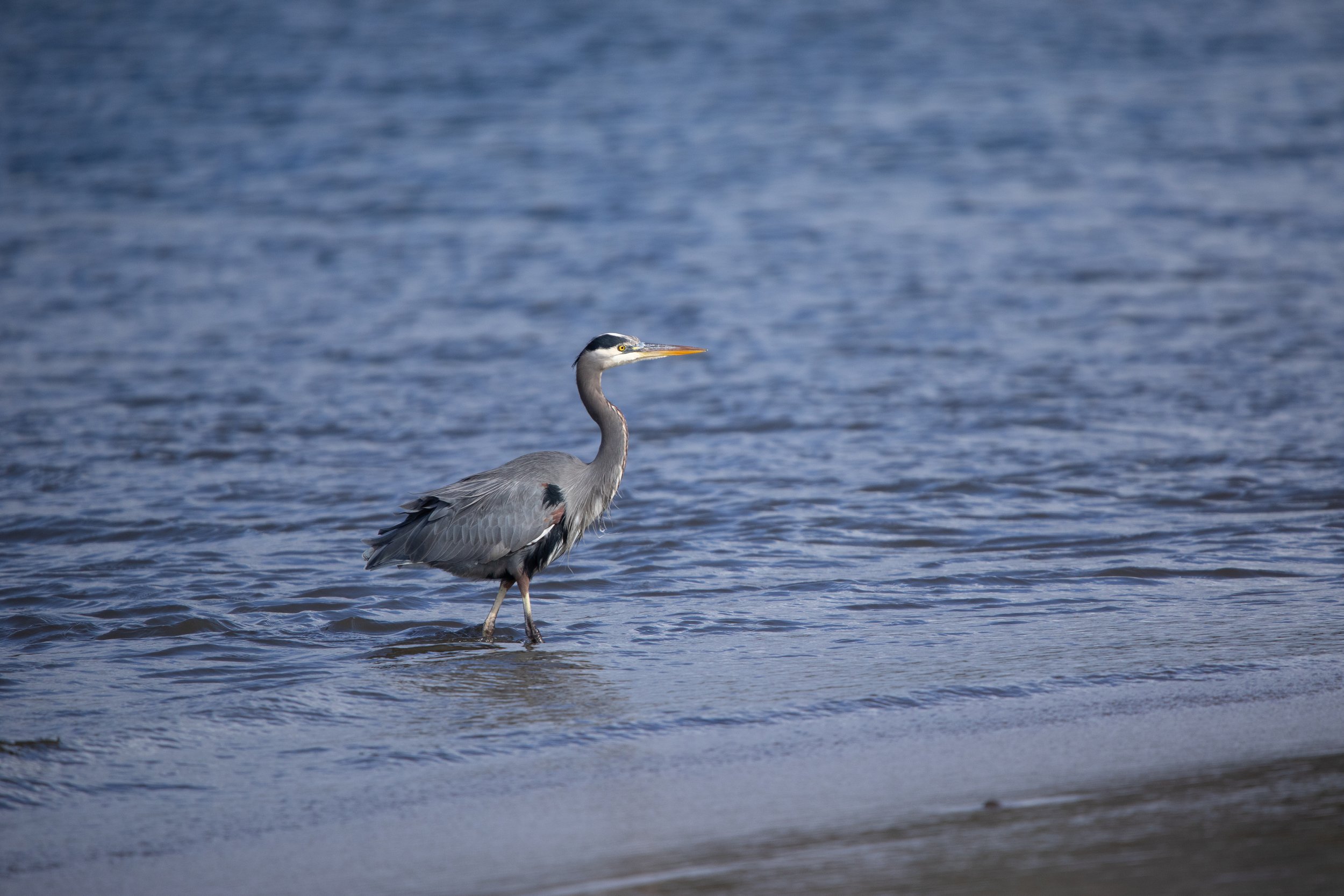 A heron standing in shallow water near a sandy beach, looking to the right.