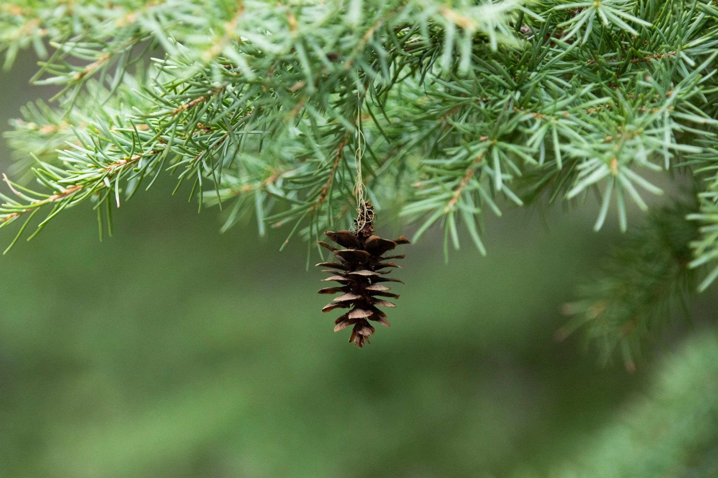 A pine cone hanging from an evergreen tree branch.