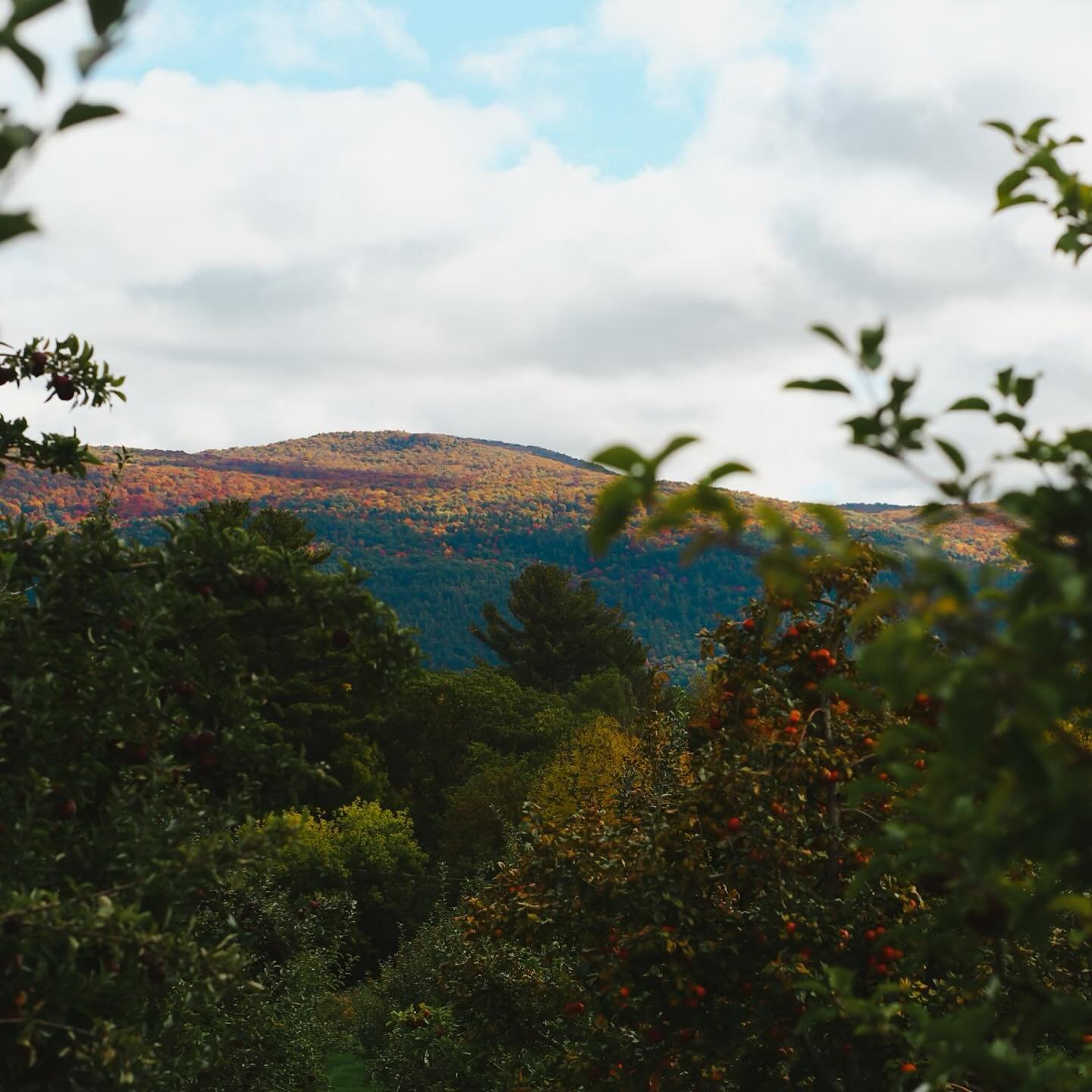 🌎💙 Here at Citizen Cider, sustainability is our mission. As we celebrate Earth Day, we&rsquo;re proud to share some of the ways we&rsquo;re working to protect our planet:
🍏 We source locally to support our farmers and reduce carbon emissions assoc