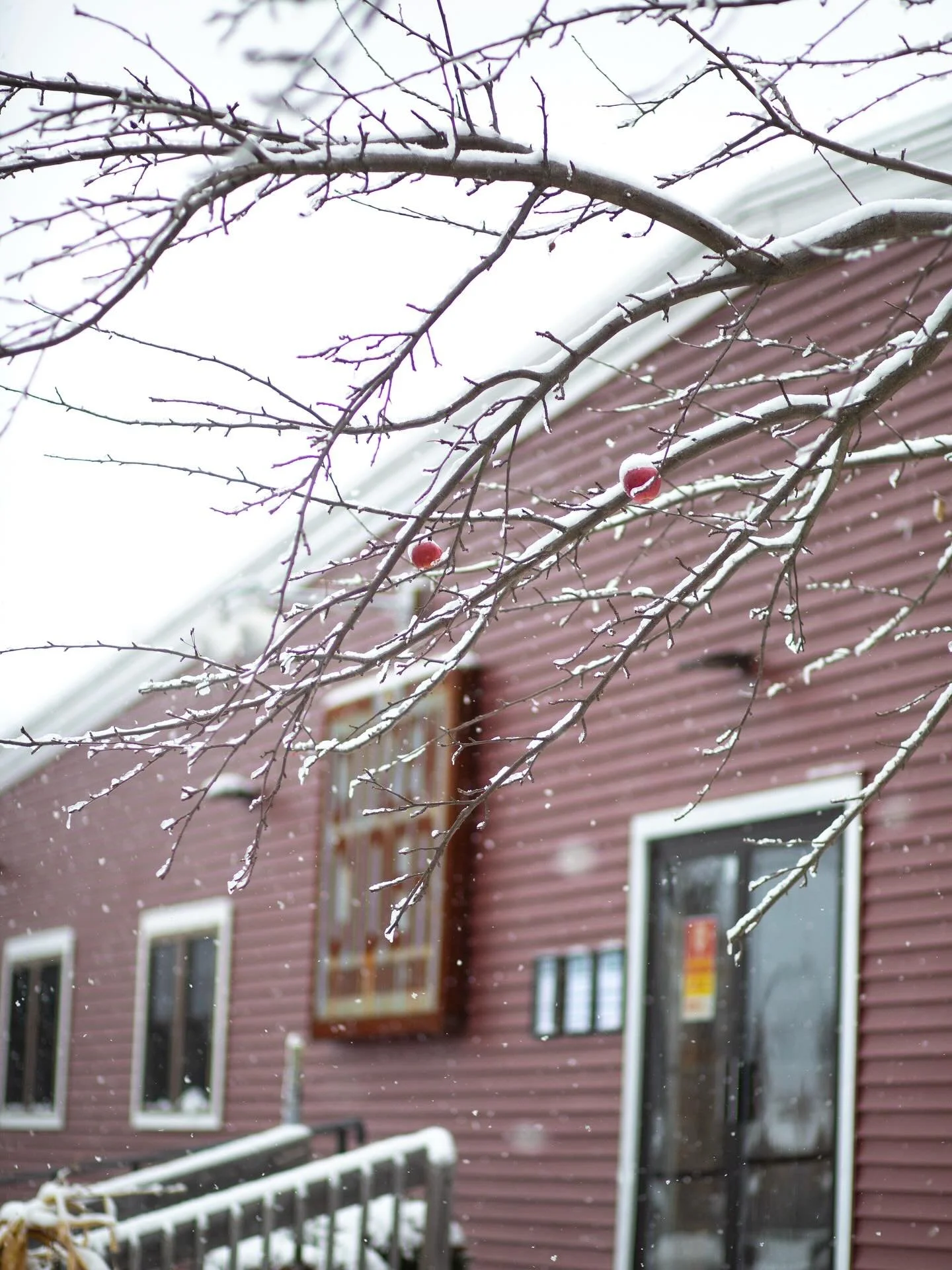 First snow 🍎🌨️