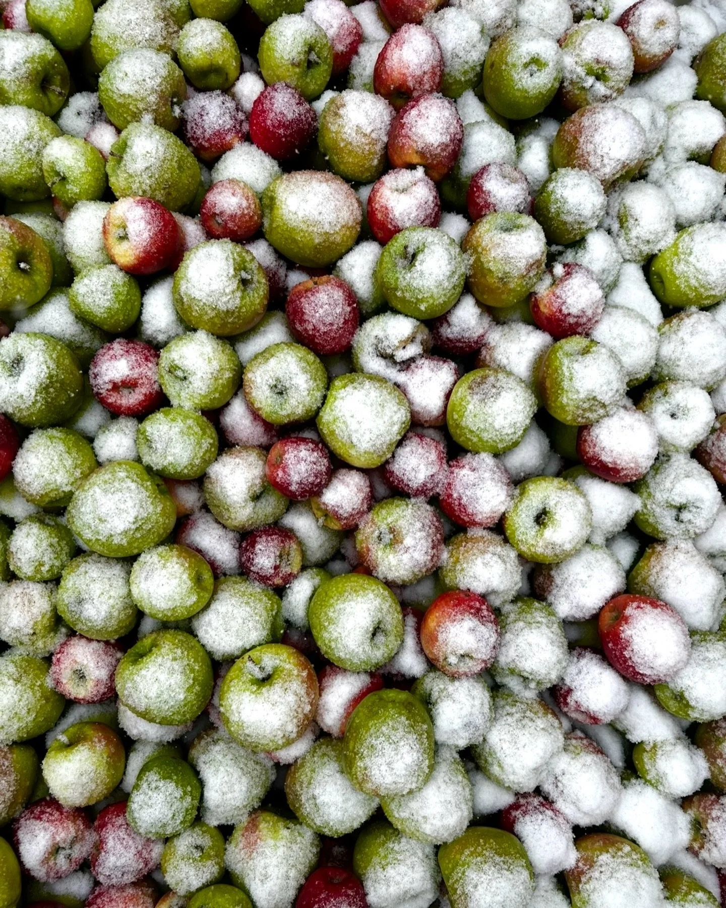 Some late snow and cold temps, but things appear to warm up after today&hellip;and maybe don&rsquo;t look back?

#lastsnow #spring #frost #apples #warmerweather