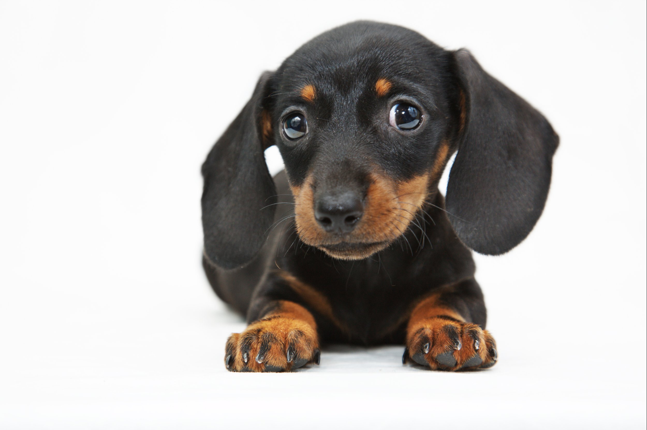 bigstock-dachshund-puppy-87806813.jpg