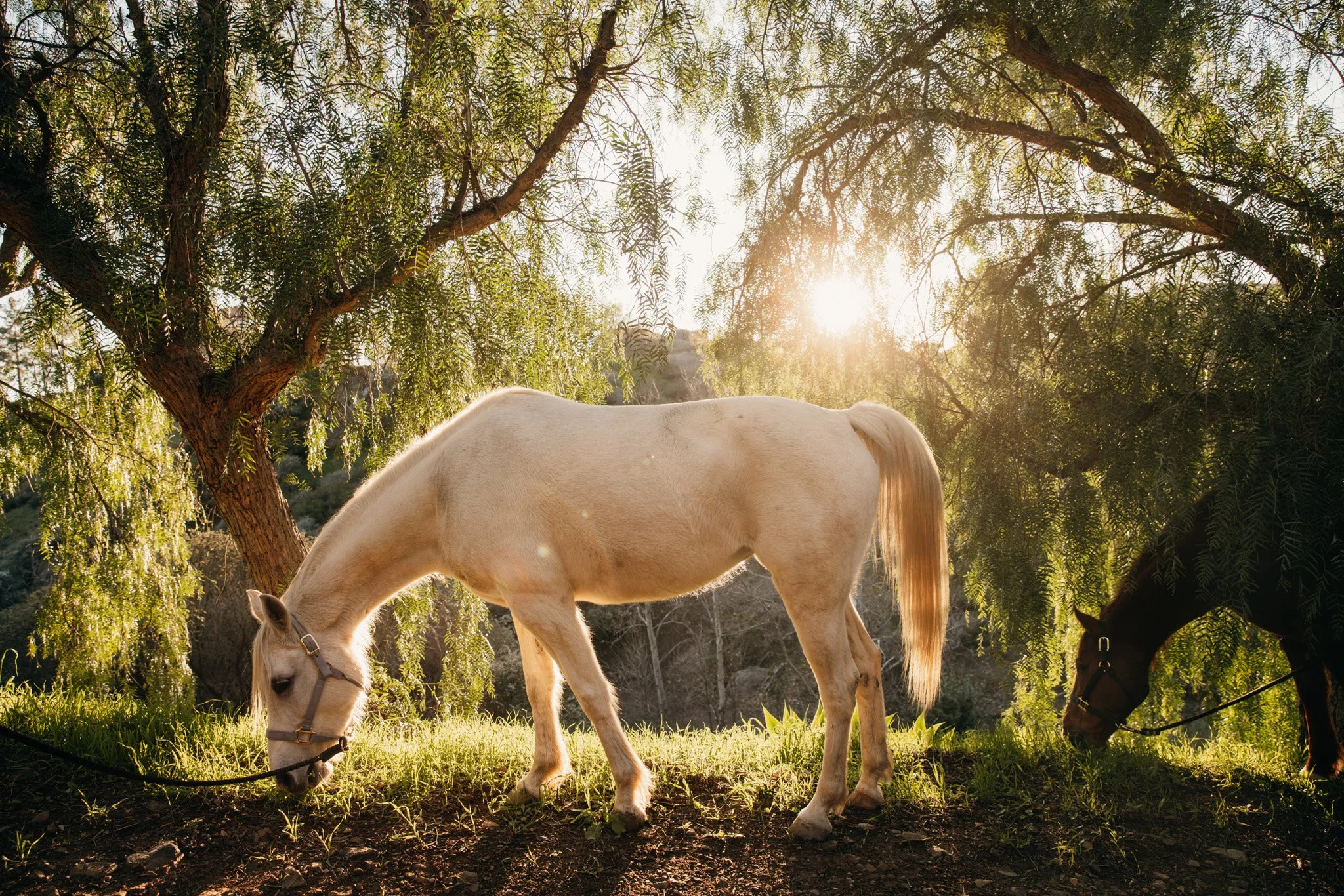 Tommee and Luke-107.JPG