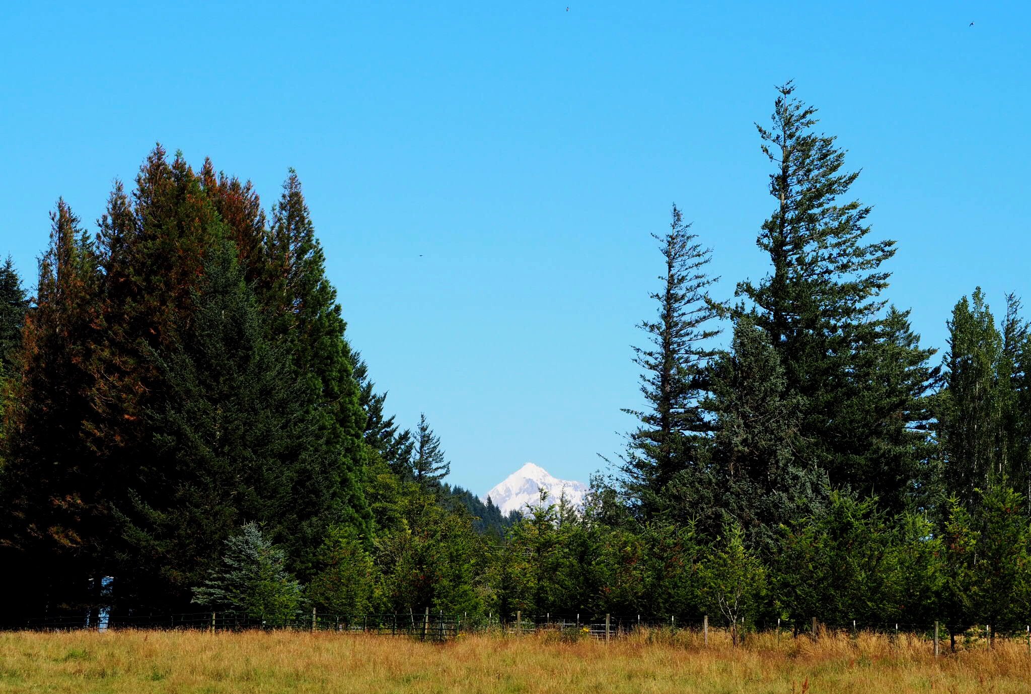 MtHood.jpeg