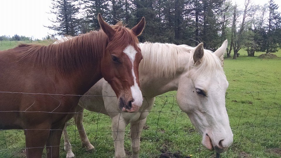 horses.jpeg