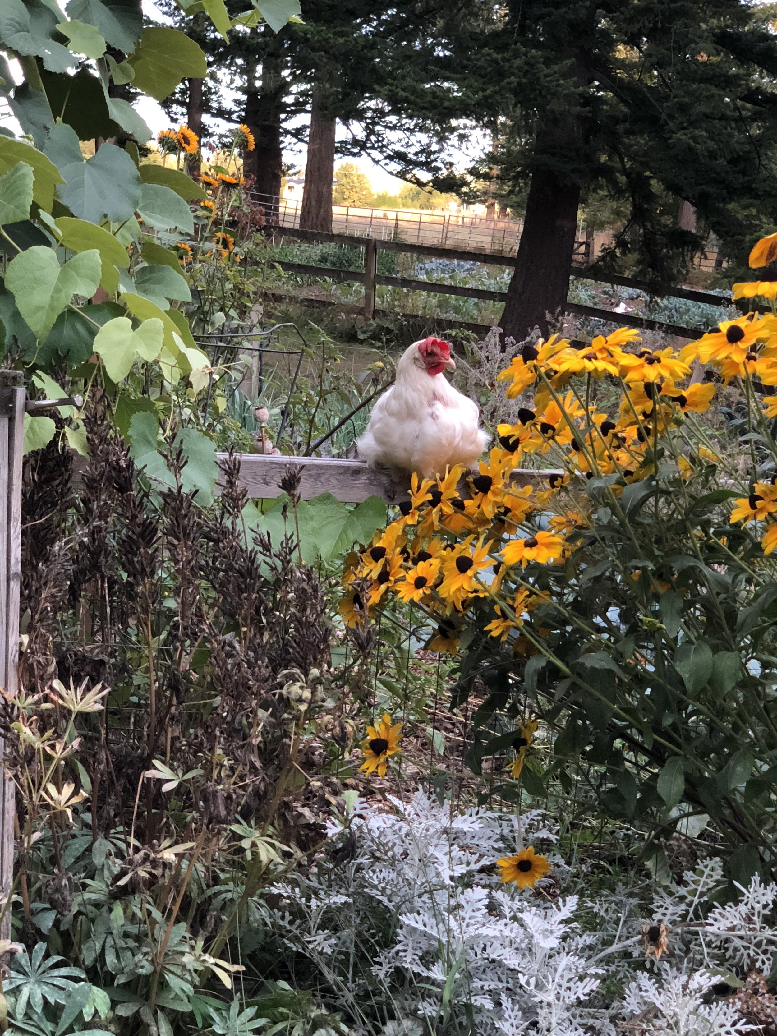 chicken.KG2.jpeg