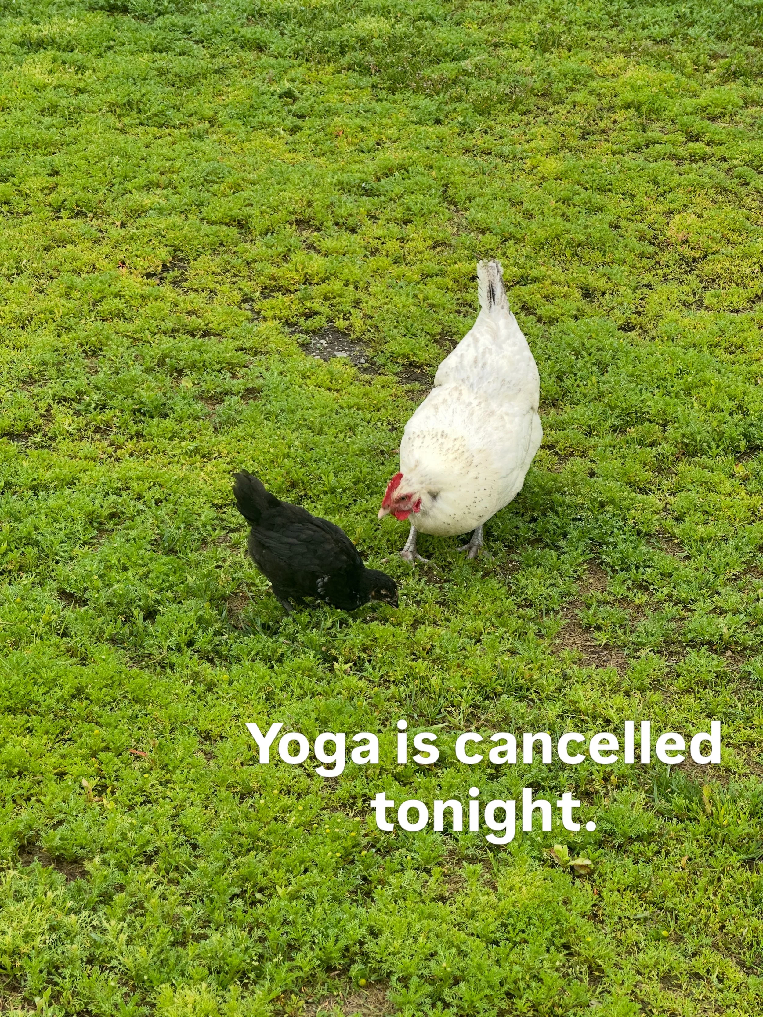 Hi folks! Yoga is cancelled tonight (July 1st) because our instructor is feeling under the weather. Sorry for the late notice! Yoga will be back next Wednesday and you can register in advance with Yoga Om to let us know you&rsquo;re coming!