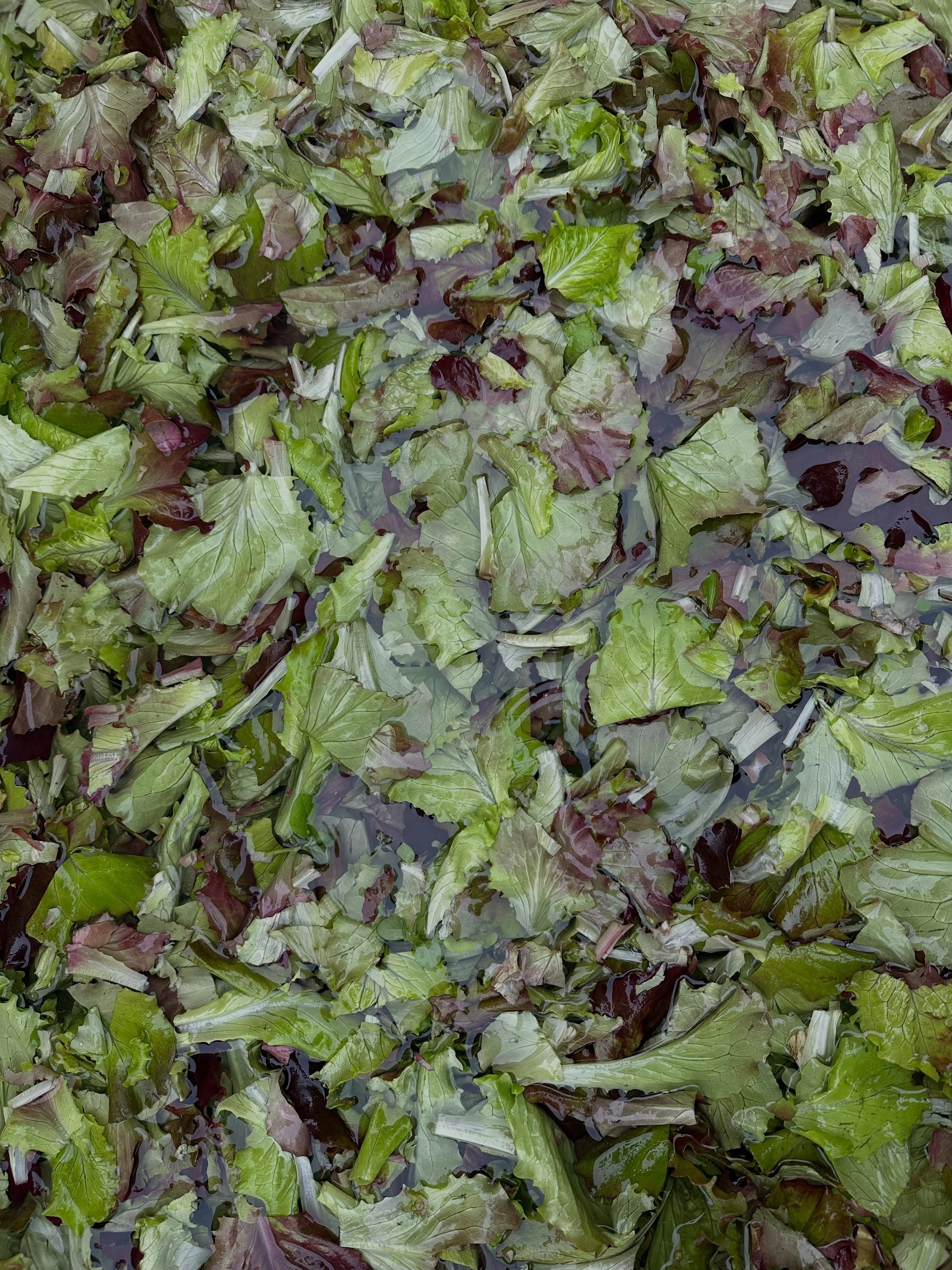 Don&rsquo;t let the rain keep you away - come get your greens at the Moonstone Farm Saturday market from 2-6 pm today!

We&rsquo;ve got fresh, clean, insecticide- and pesticide-free mixed lettuce, arugula, Asian greens, spinach, toscan kale, chard, c