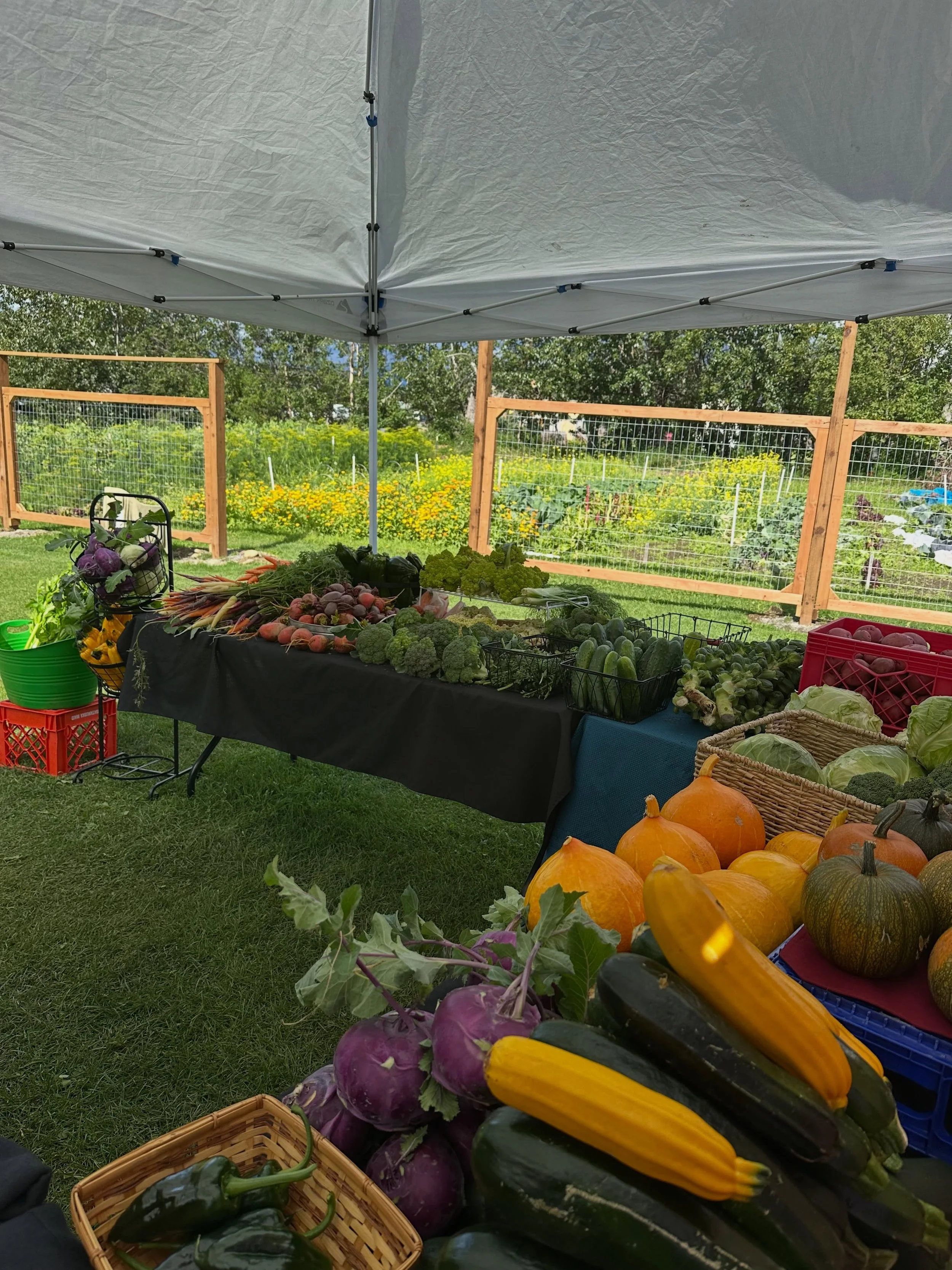 What another gorgeous summer market day at Moonstone Farm! Our market is open 2-6 today, and the Railcar Tasting Room is open 2-8. The cranes are still here. Swing on by for some abundance and sunshine!

🆕
New this week, we have spicy pickled kohlra